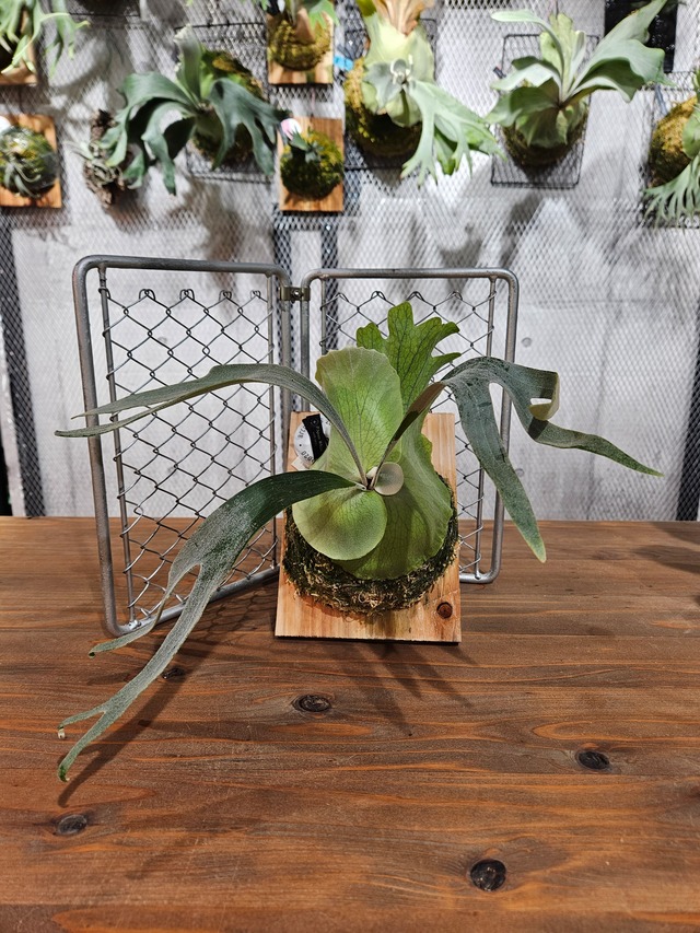 P.Spore White【artPLANTs/PLANTS GARAGE 】ビカクシダ/Platycerium