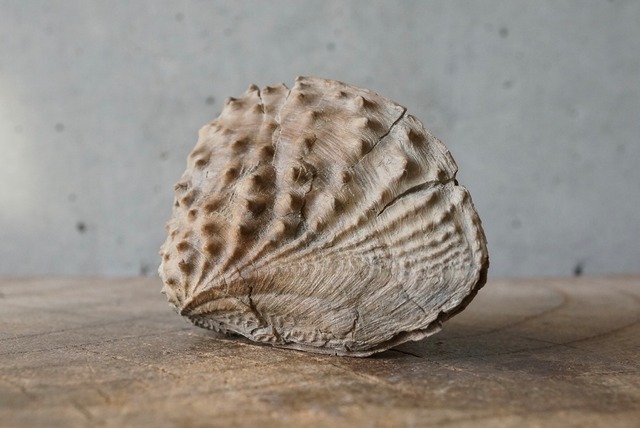 ミオフォレラ化石  Myophorella clavellata