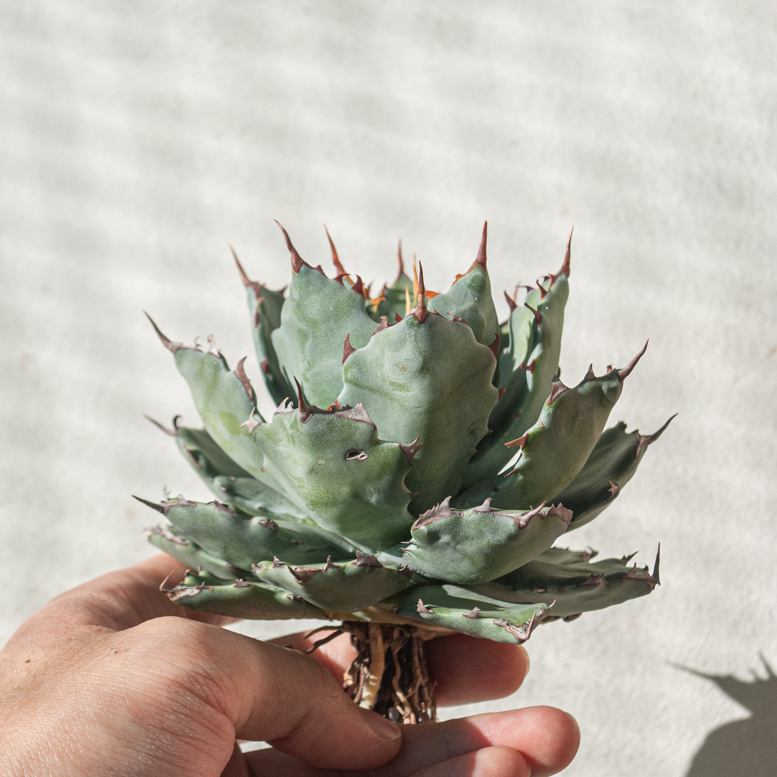 【初売り!!】アガベ 蠍蟹B (ヒメサソリガニ) No.2