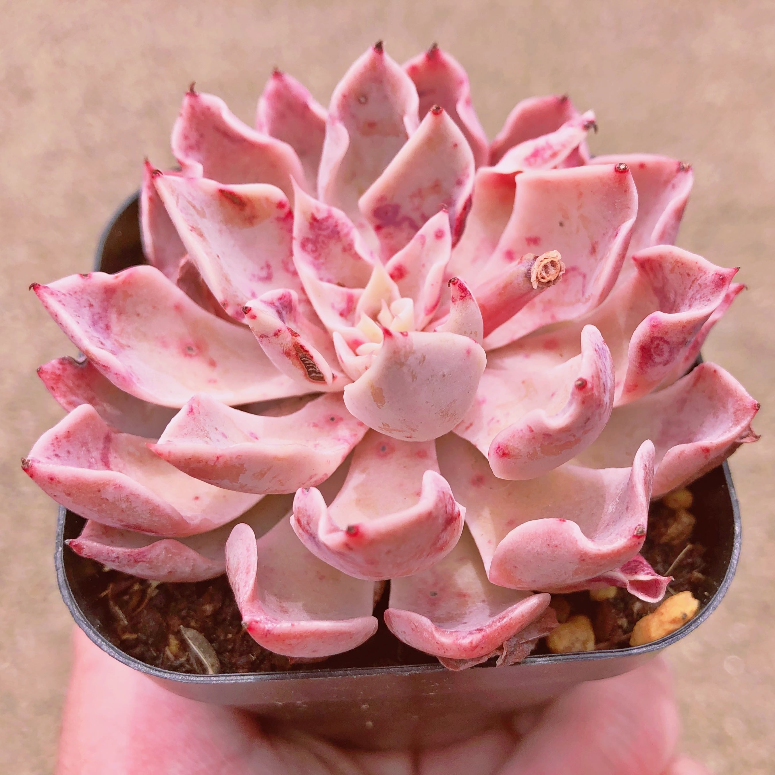 多肉植物 悪魔の翼 美苗 | るる農園~多肉植物専門