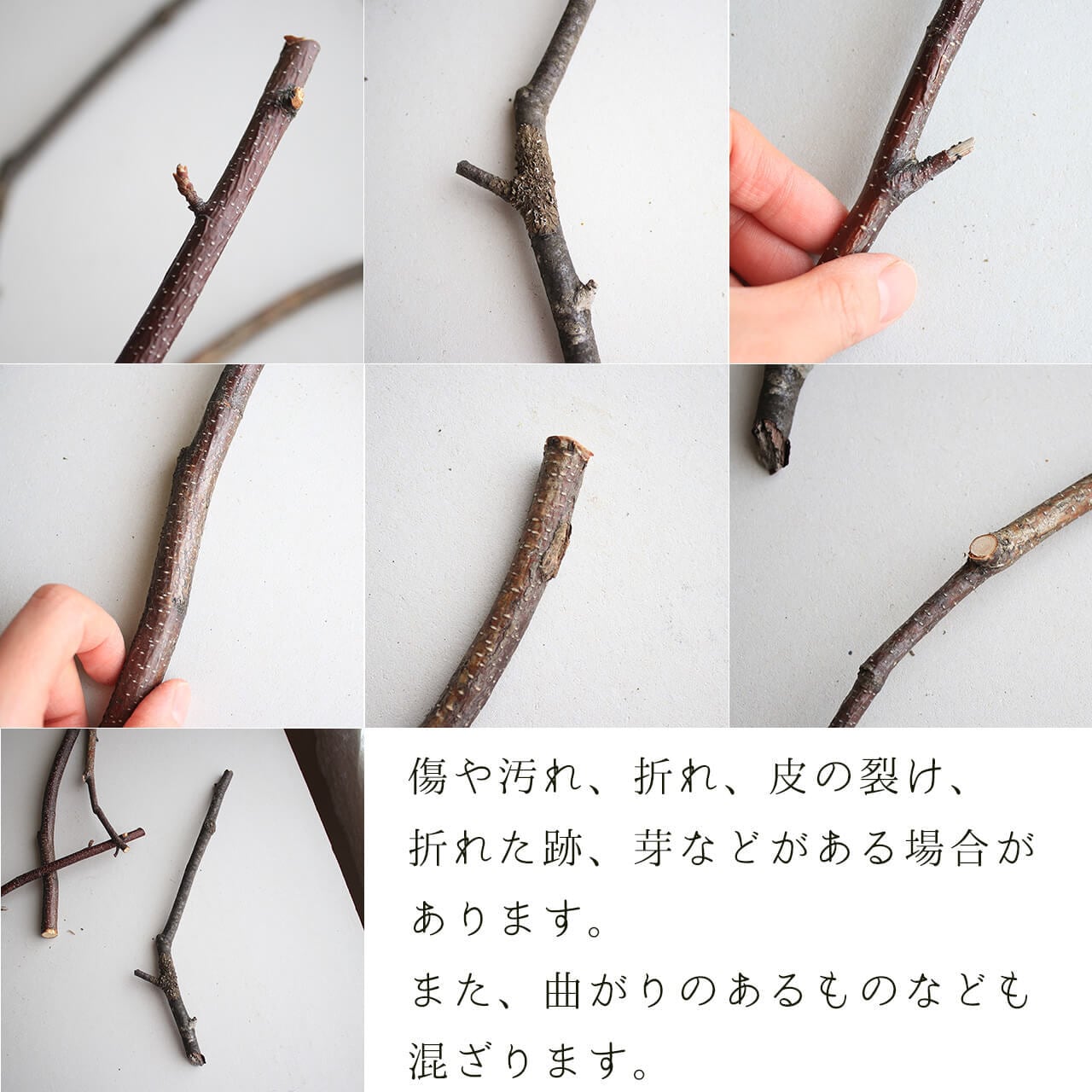 北海道 富良野産】白樺の枝 ミニサイズ 【 5本セット 】 ドライ
