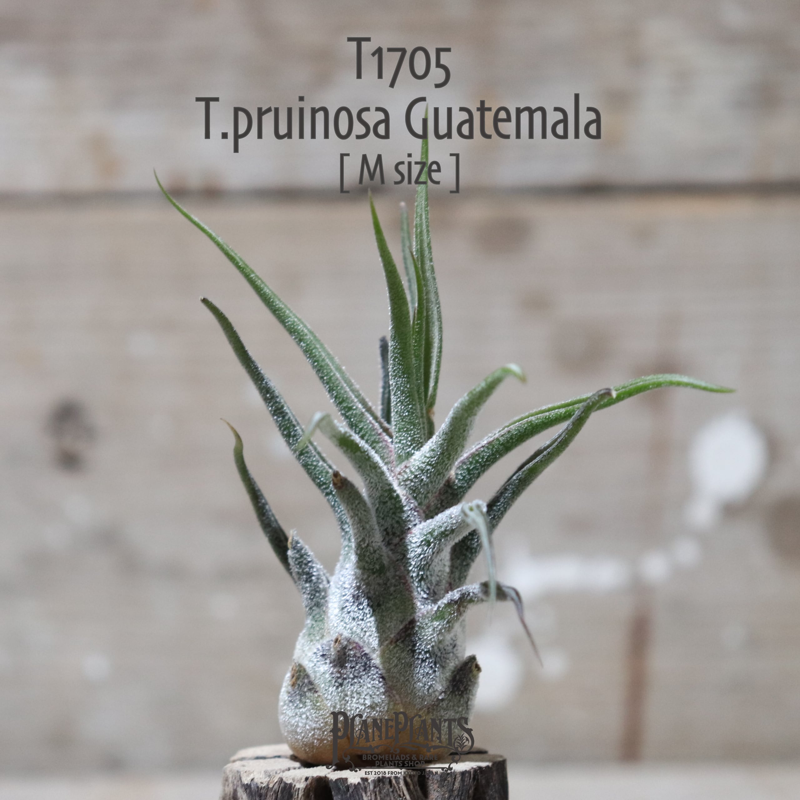 【送料無料】プルイノーサ グアテマラ〔エアプランツ〕現品発送T1705
