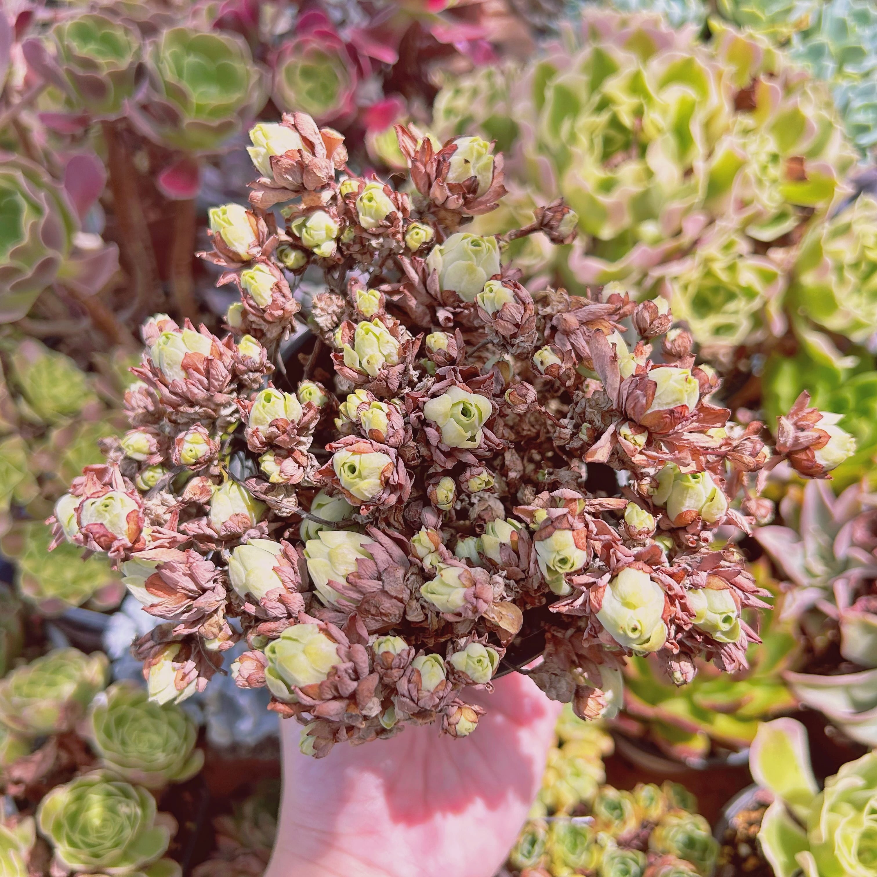 #2218現物　多肉植物　ドドランタリス　特大　