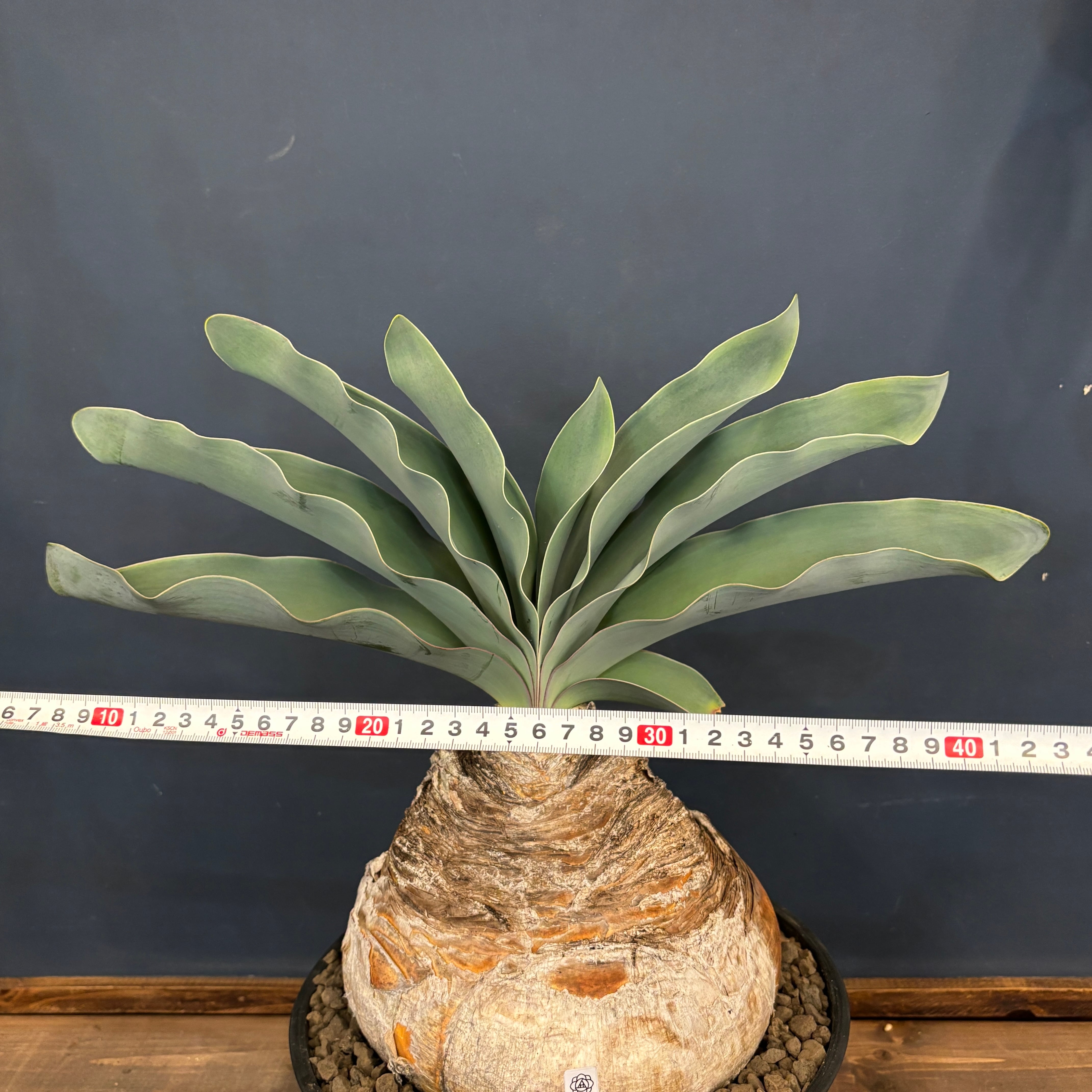 ブーファン ハエマンソイデス【771】 | PROTOLEAF プロトリーフ