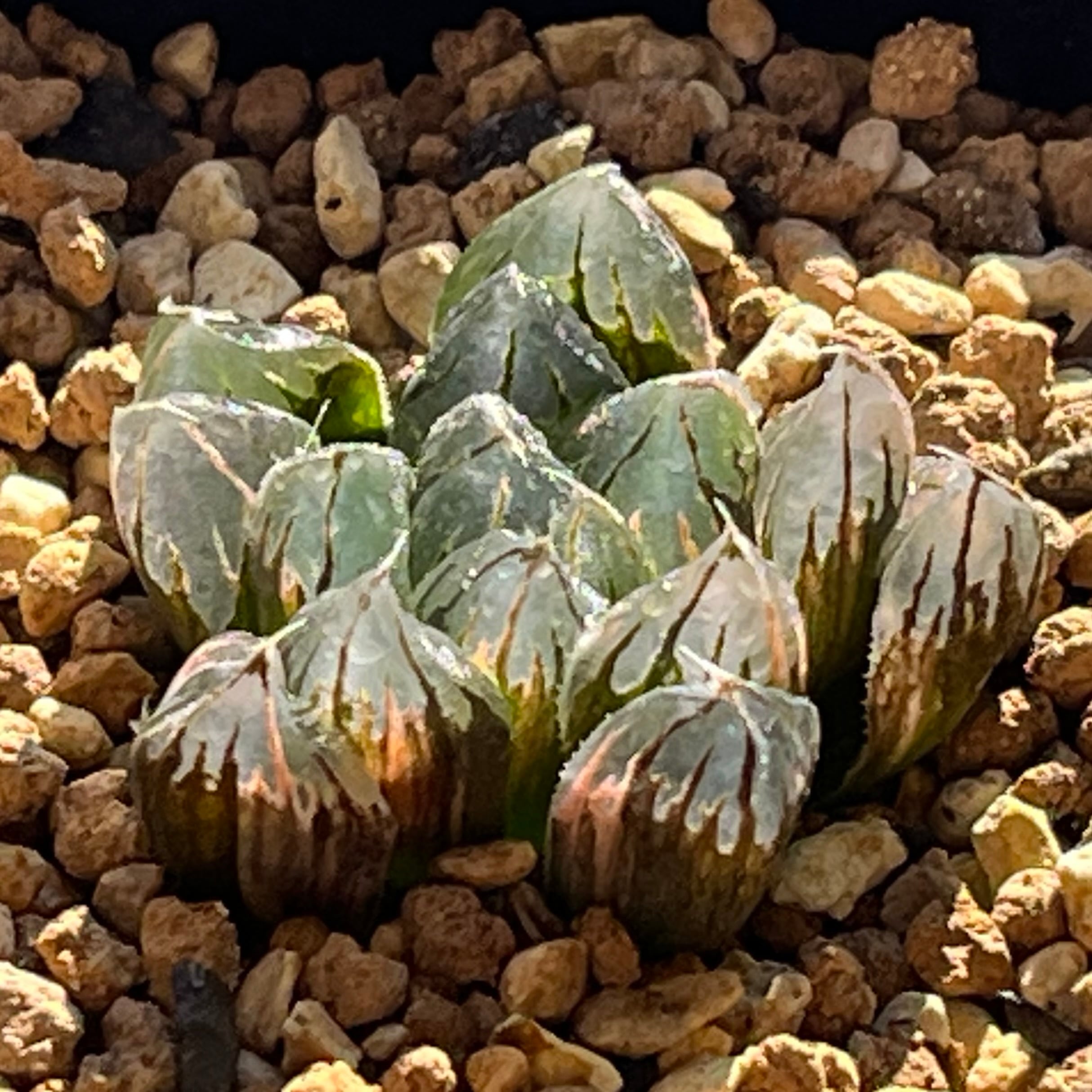 ハオルチア カンタロープアイランド | mocono_plants