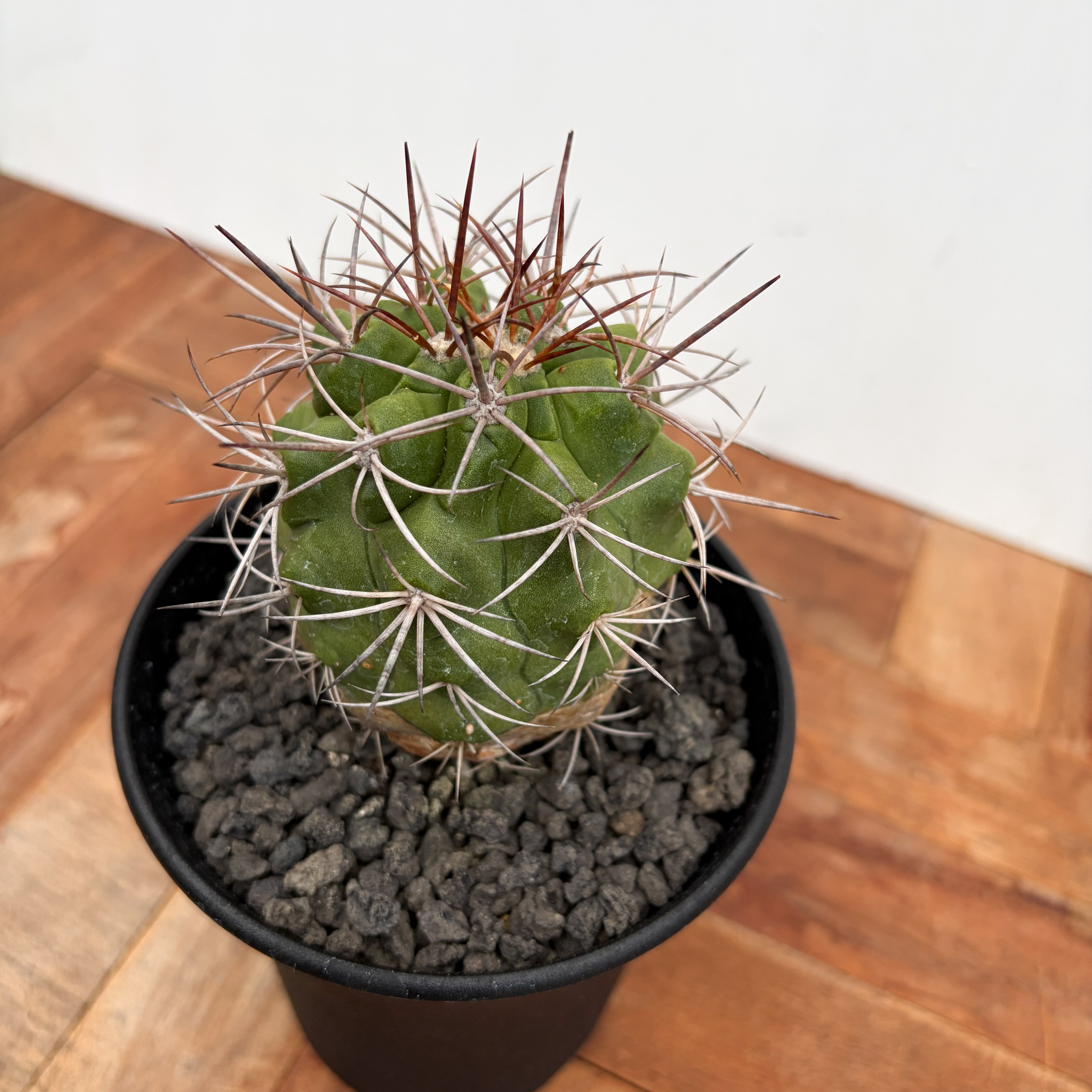 Copiapoa アルティコスタータ　実生株 超希少】コピアポア・アルティコスタータ Copiapoa alticostata