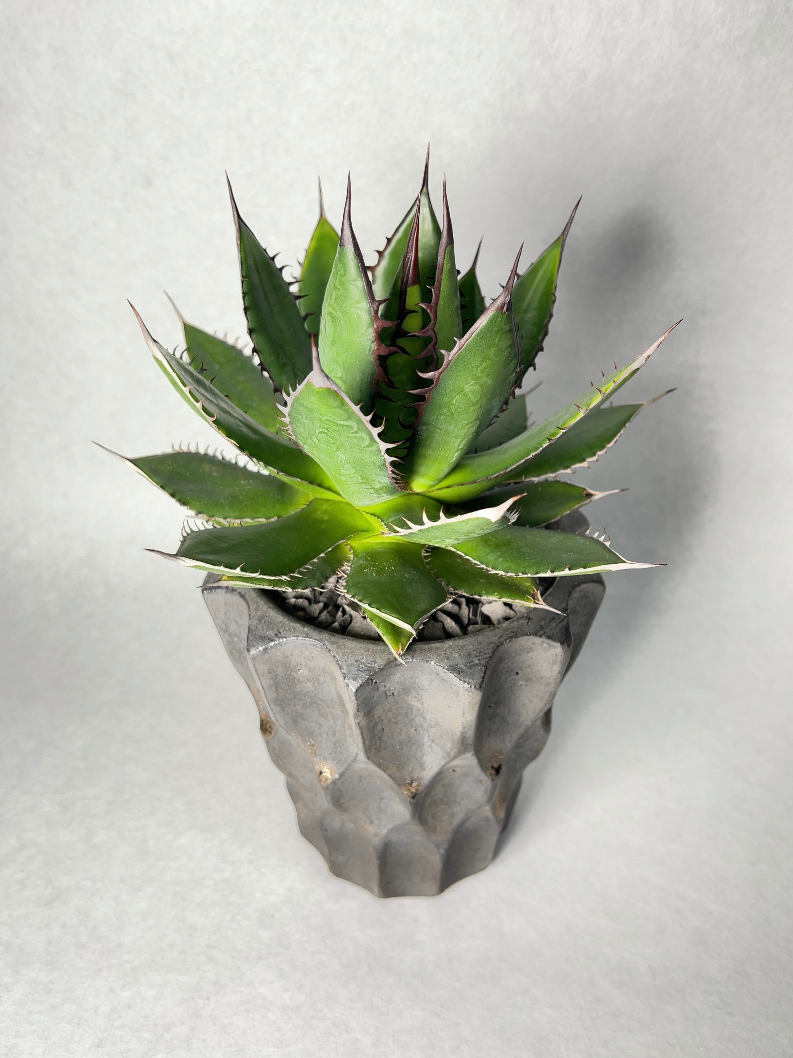 アガベ　ホリダ　多肉植物 アガベ ホリダ【多肉植物 5号鉢／1個売り】｜ 【植物のITANSE