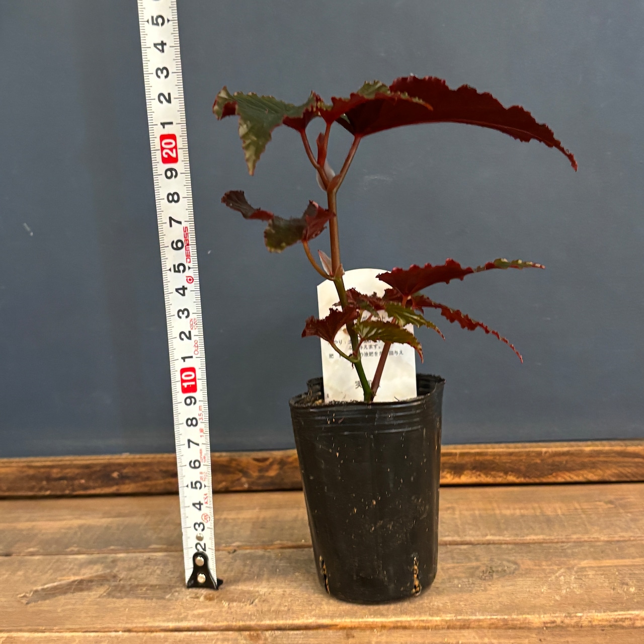 ベゴニア ブラックドラゴン【1087】