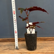 ベゴニア ブラックドラゴン【1087】