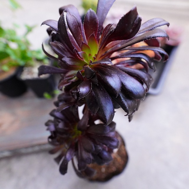 国産アエオニウム【黒法師綴化】多肉植物　極上