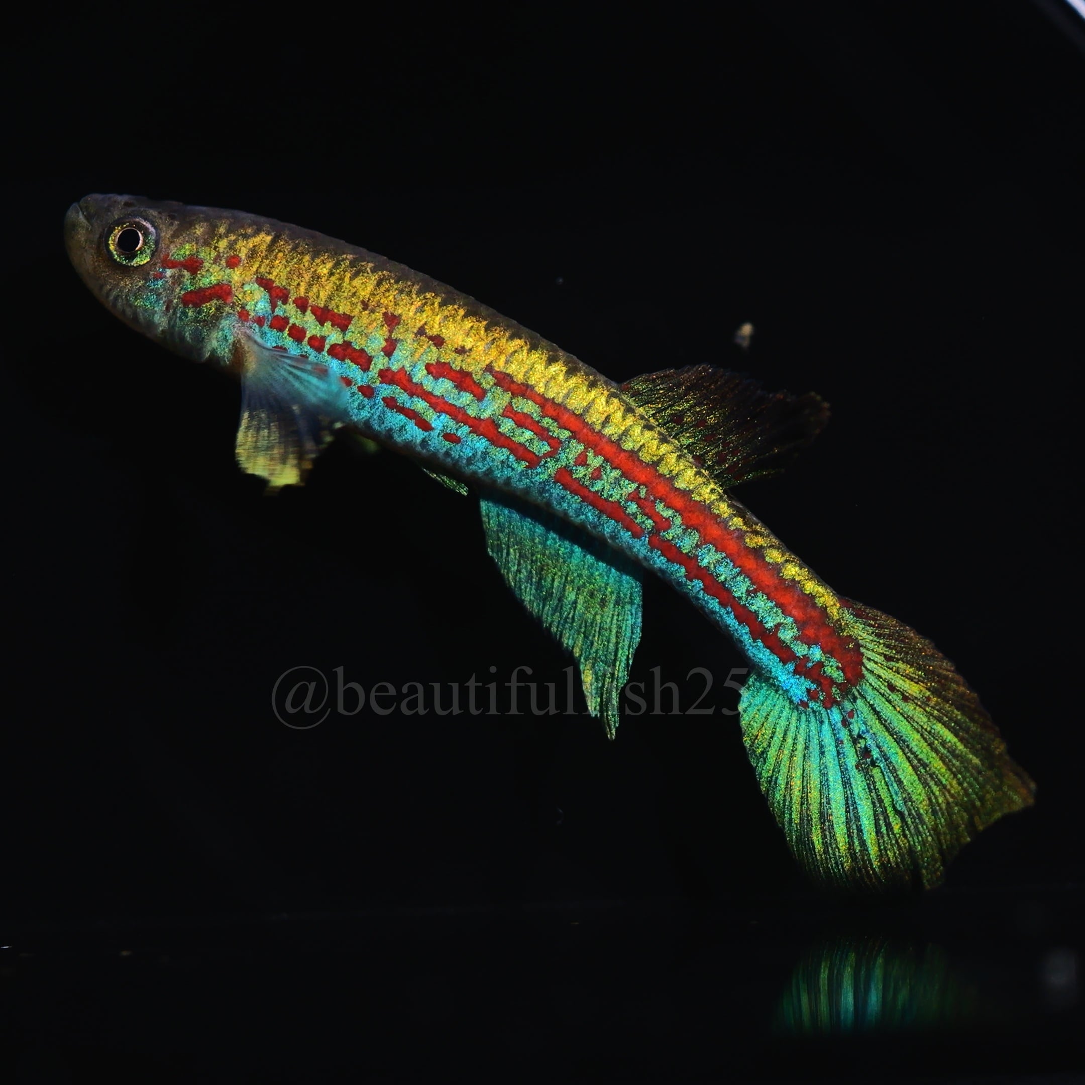卵生メダカ beautifish25