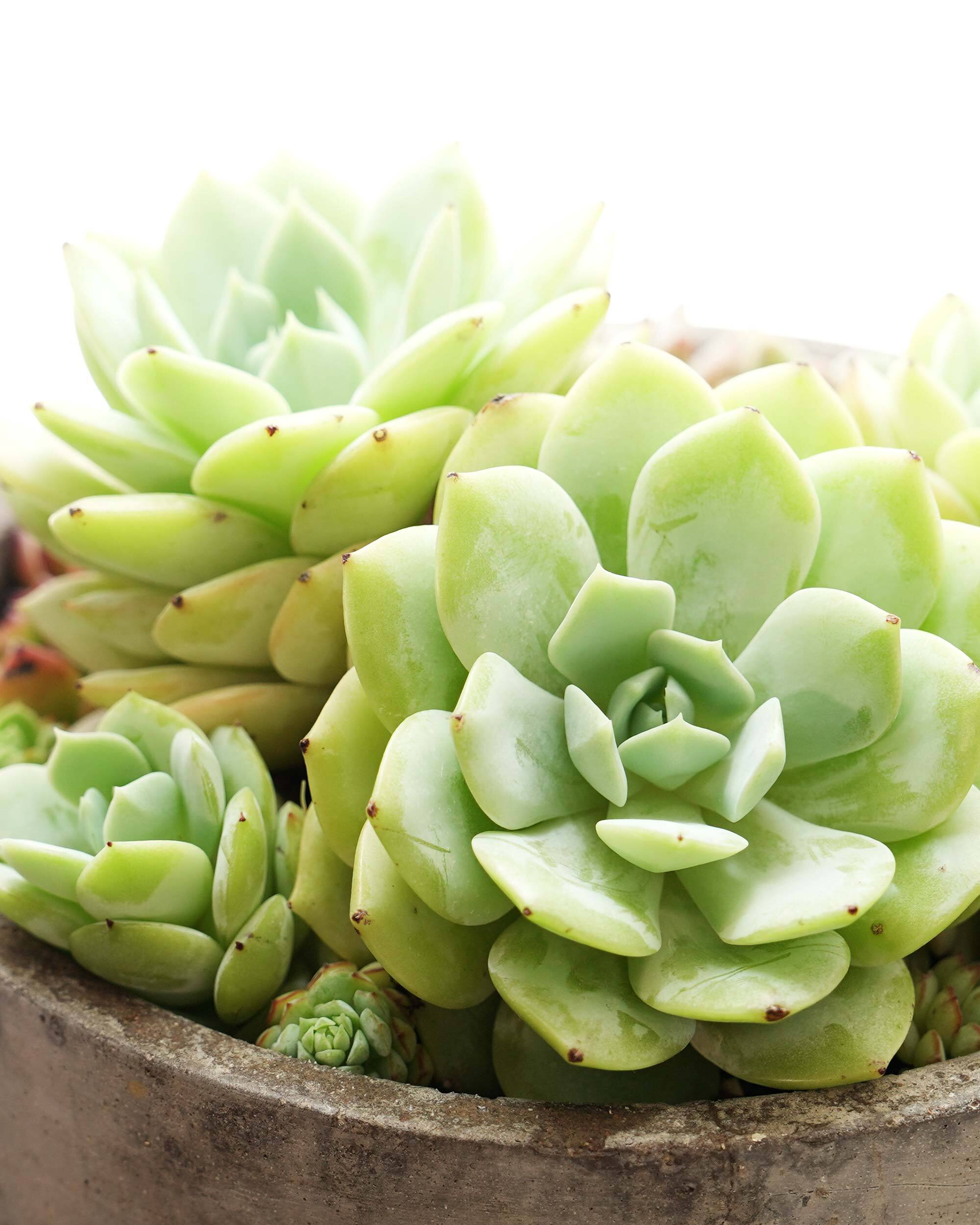 エケベリア（っぽいコ） | PUKUBOOK SUCCULENTS