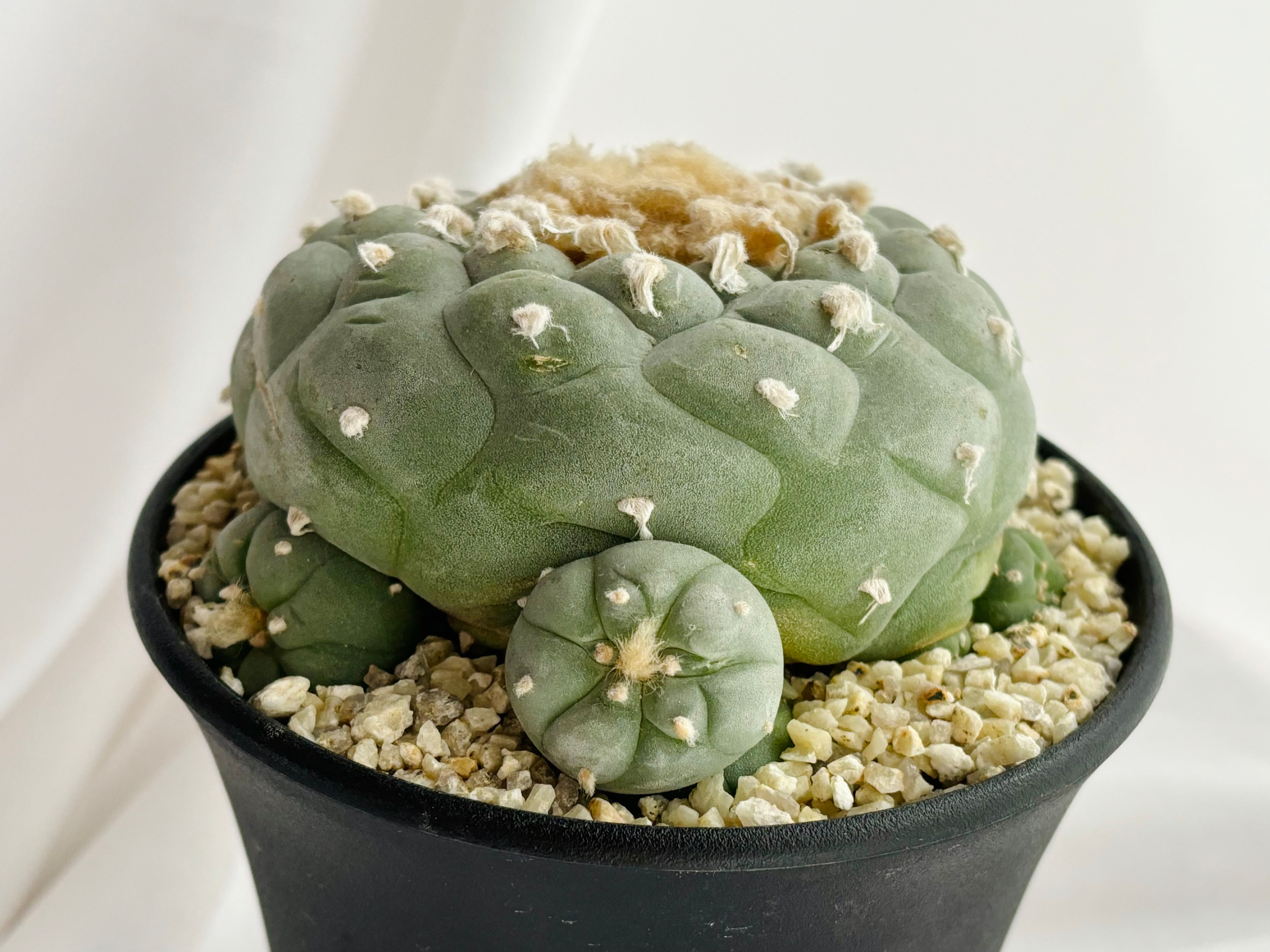 Lophophora williamsii var. decipiens ロフォフォラ 小疣銀冠玉