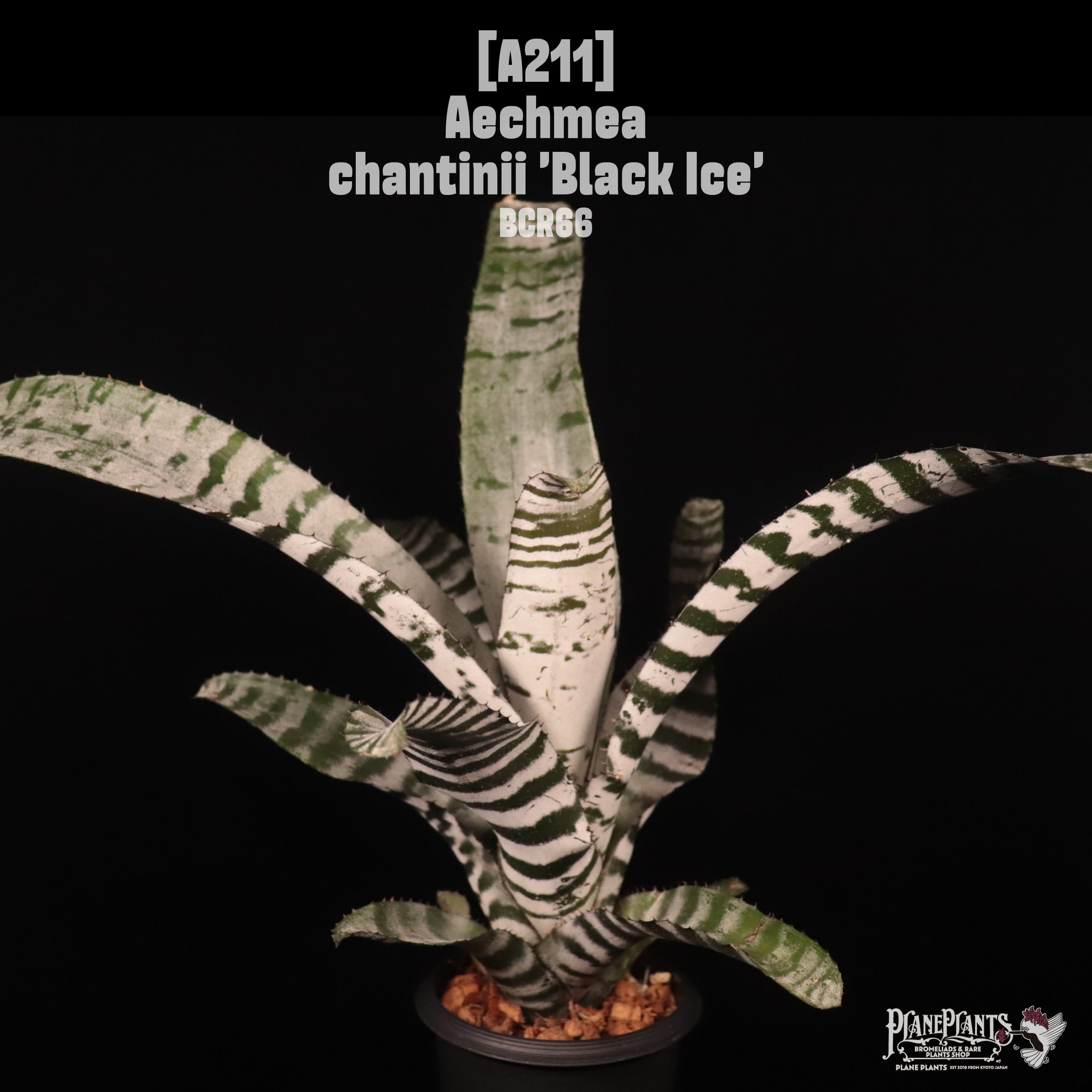 Aechmea | plane plants