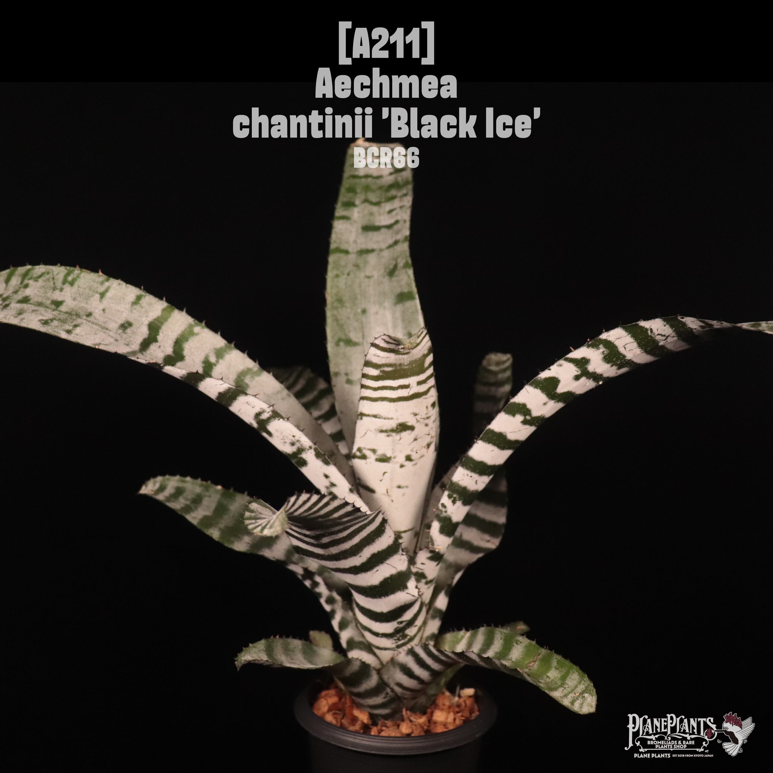 Aechmea chantinii 'Black Ice'〔エクメア〕A211