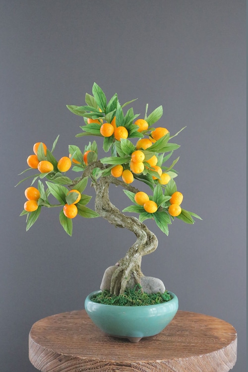 盆栽 金柑 Kumquat Bonsai #114