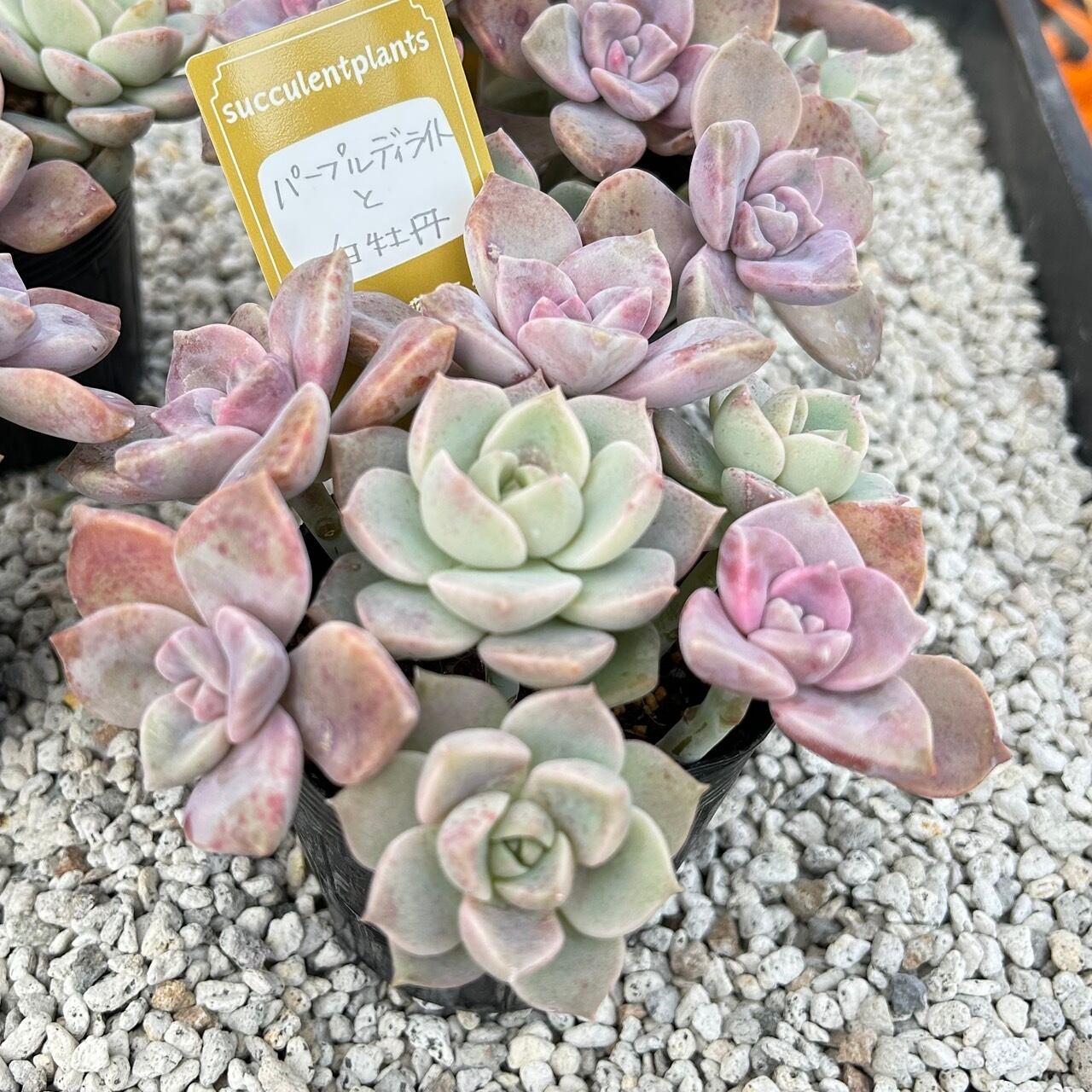 花うらら 抜き苗 抜き苗 花うらら 多肉植物 花うらら(プリドニス