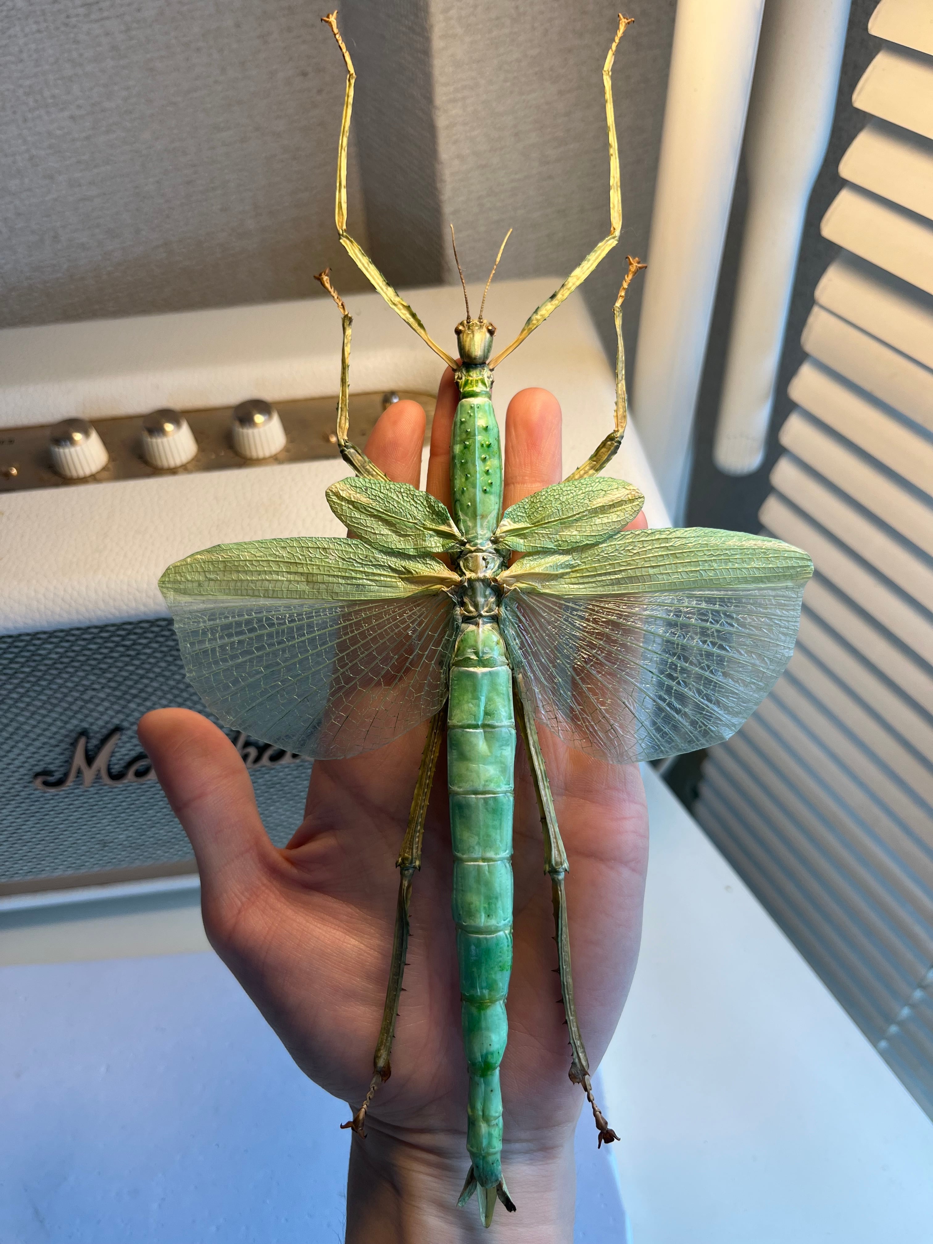 210mm】ゴライアスオオトビナナフシ 陸のザリガニ歩くソーセージ