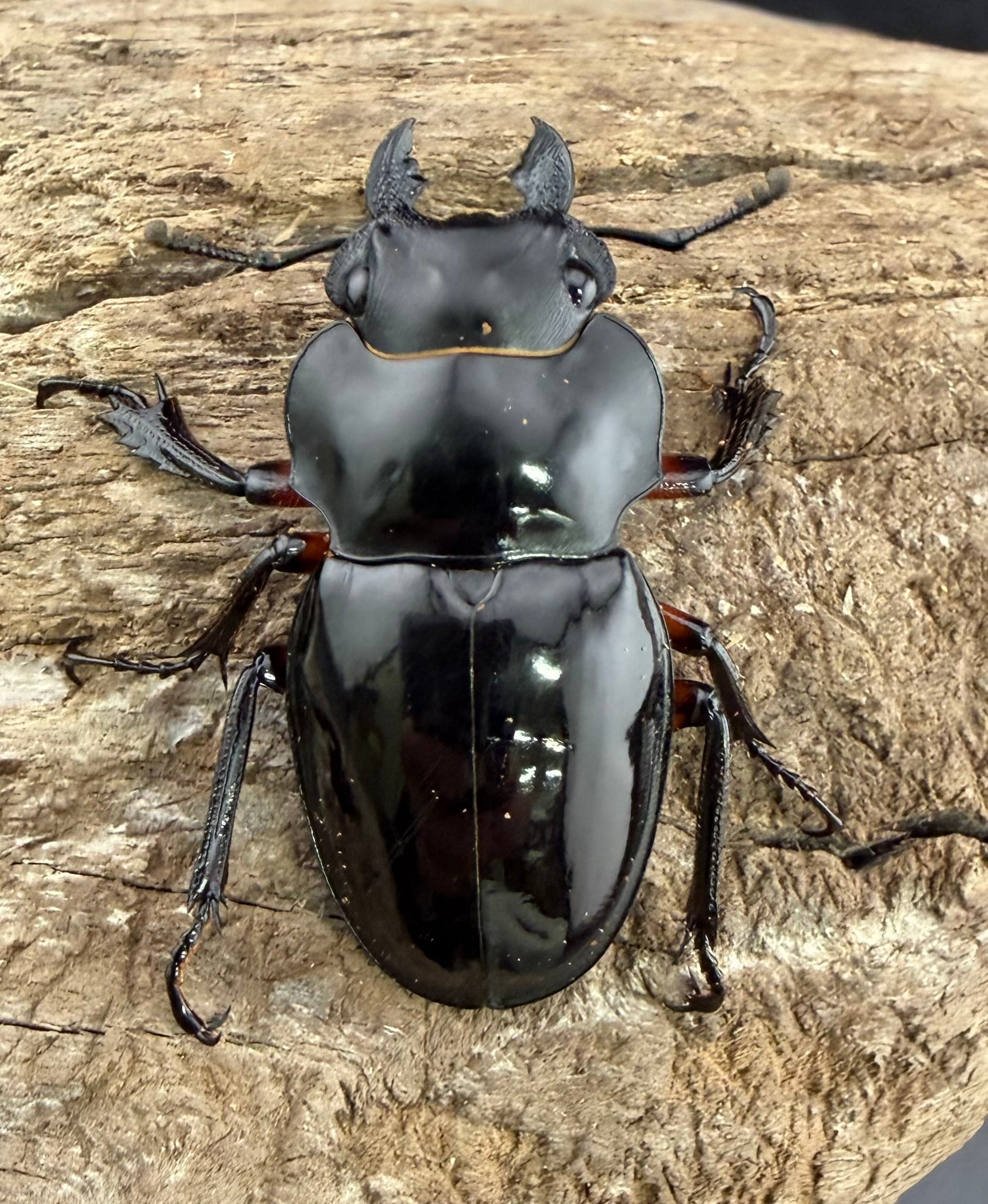 WD】《インペリアリスツヤ亜種komorii トゥルスマリア産 66.5mm ペア