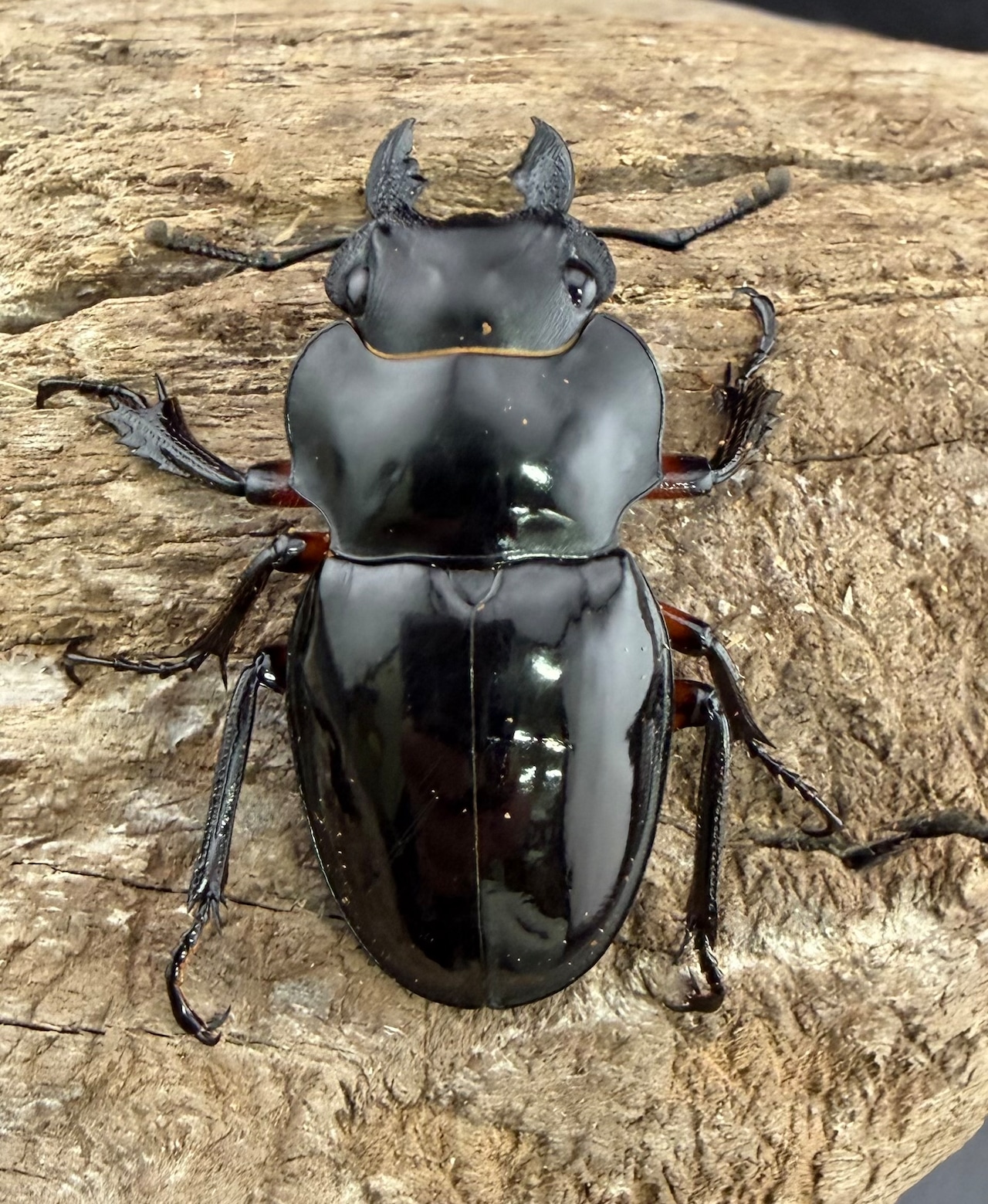 WD】《インペリアリスツヤ亜種komorii トゥルスマリア産 66.5mm ペア》