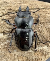 WD】《インペリアリスツヤ亜種komorii トゥルスマリア産 66.5mm ペア》