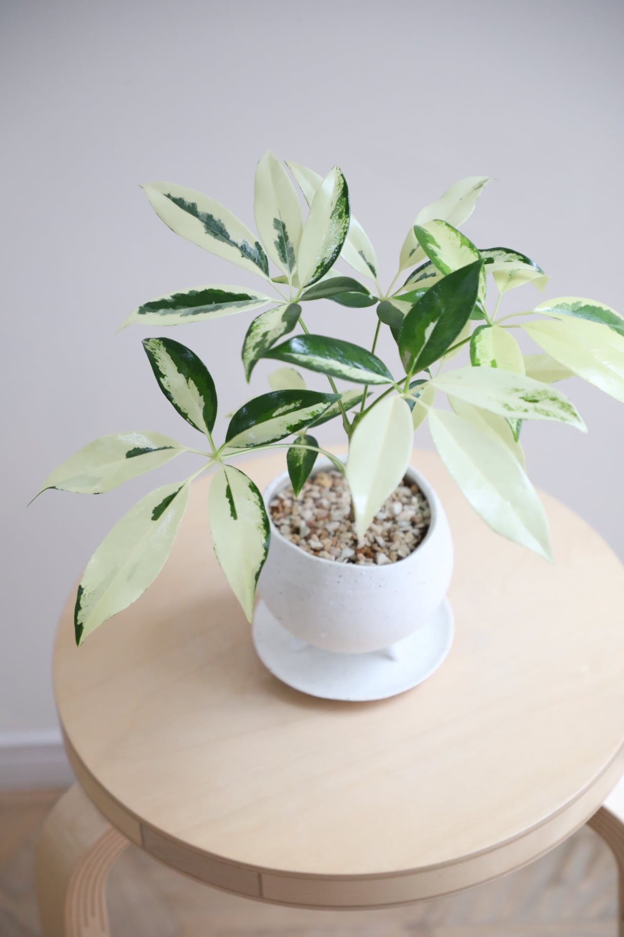 □販売中の商品/For sale | 【厳選植物・器】MIDORI DOUMEI 翠堂明