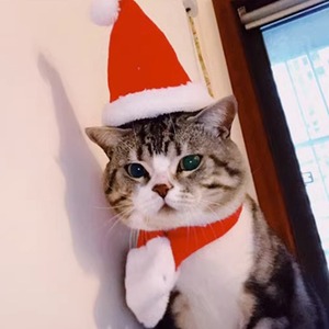【PET】6種類展開クリスマス風可愛いアクセサリー用品飾りペットコスプレセットアップ