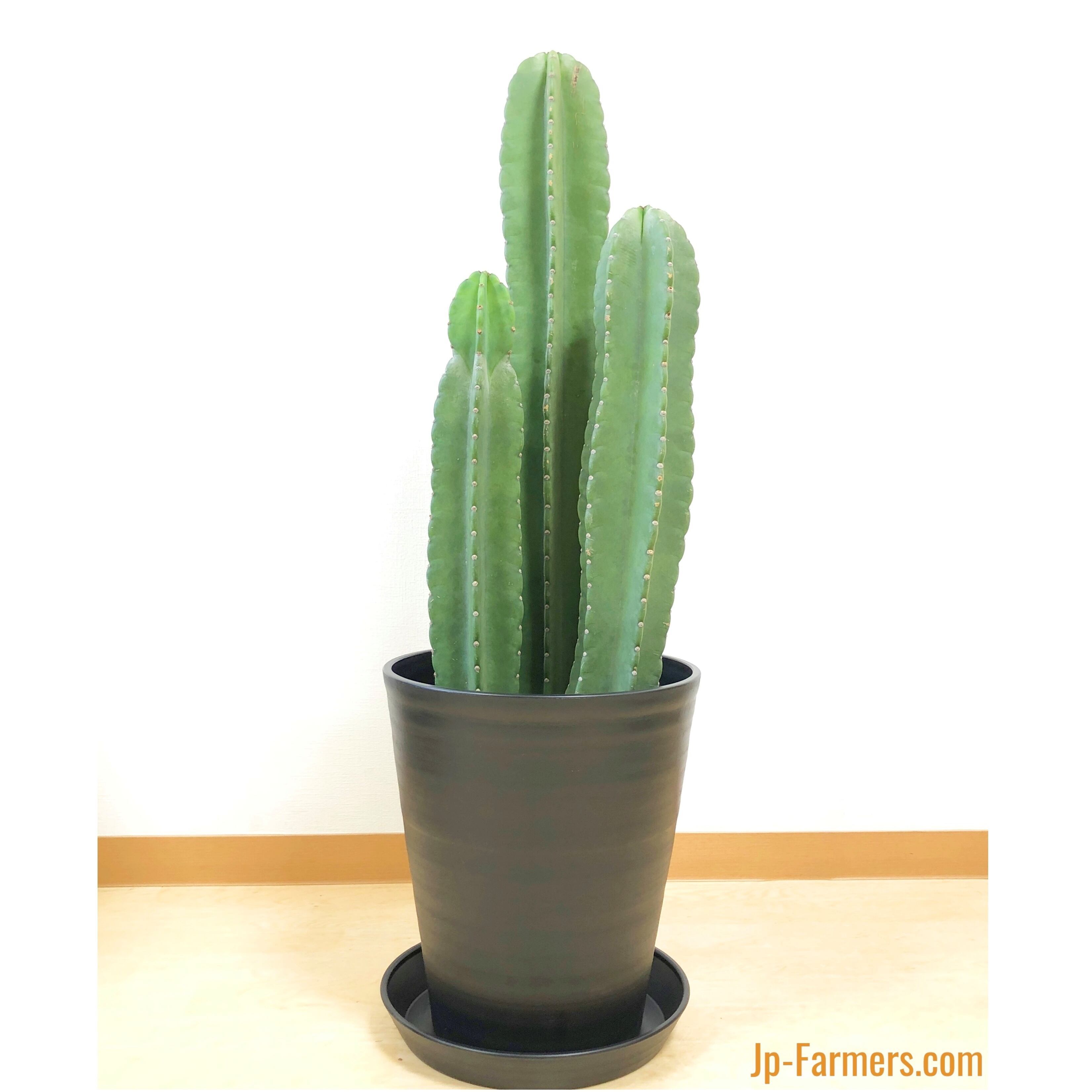 トゲの無い大人気サボテン 柱サボテン 8号 2色選べる鉢カバー付き Jp Farmers Com