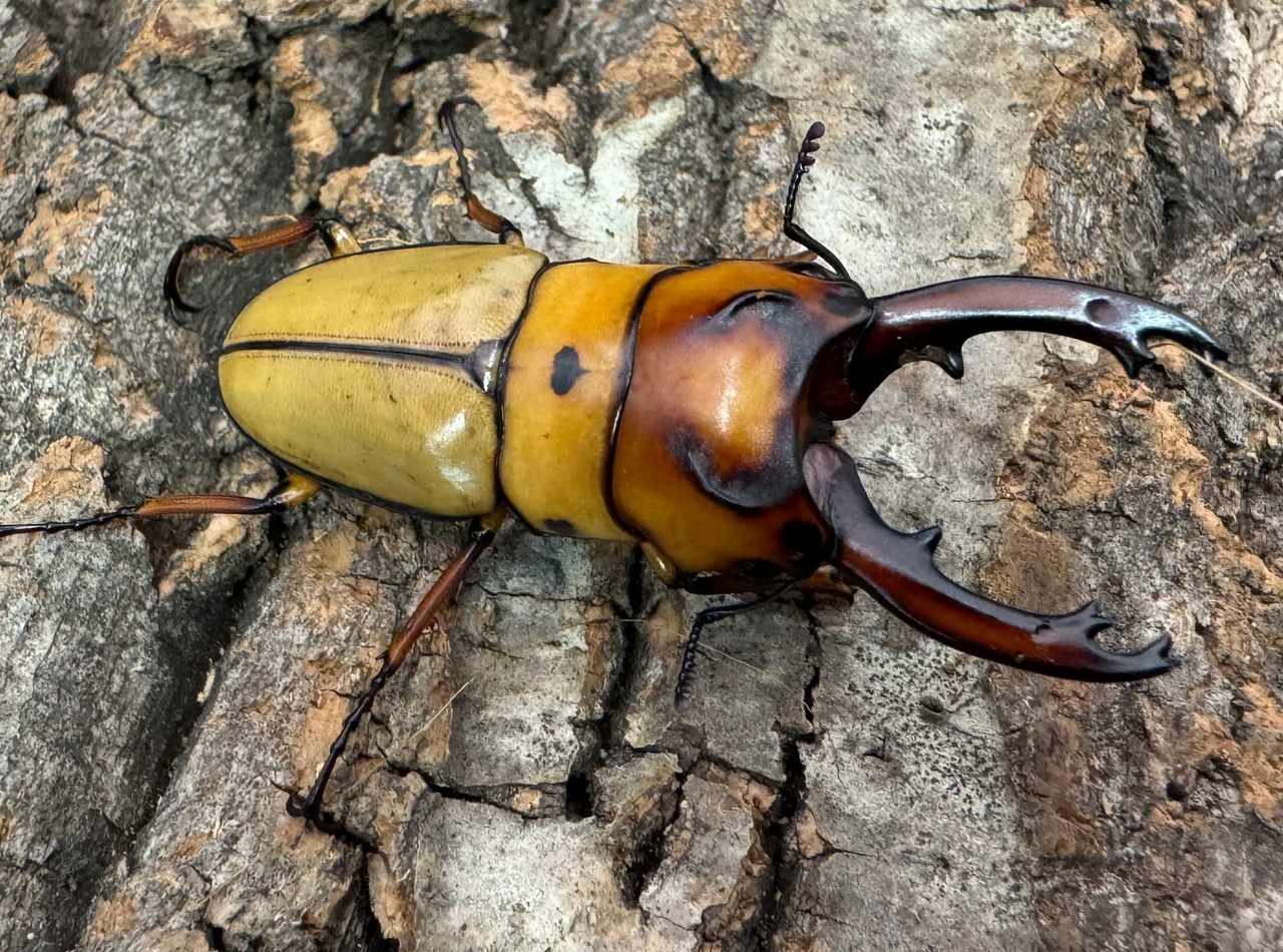 【WD】《オキピタリスノコギリ原名亜種 49mm A'品ペア》