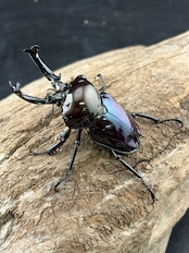 《ニジイロクワガタ 紫紺ピカール系 56mm ペア》セルヴォラン氏委託個体