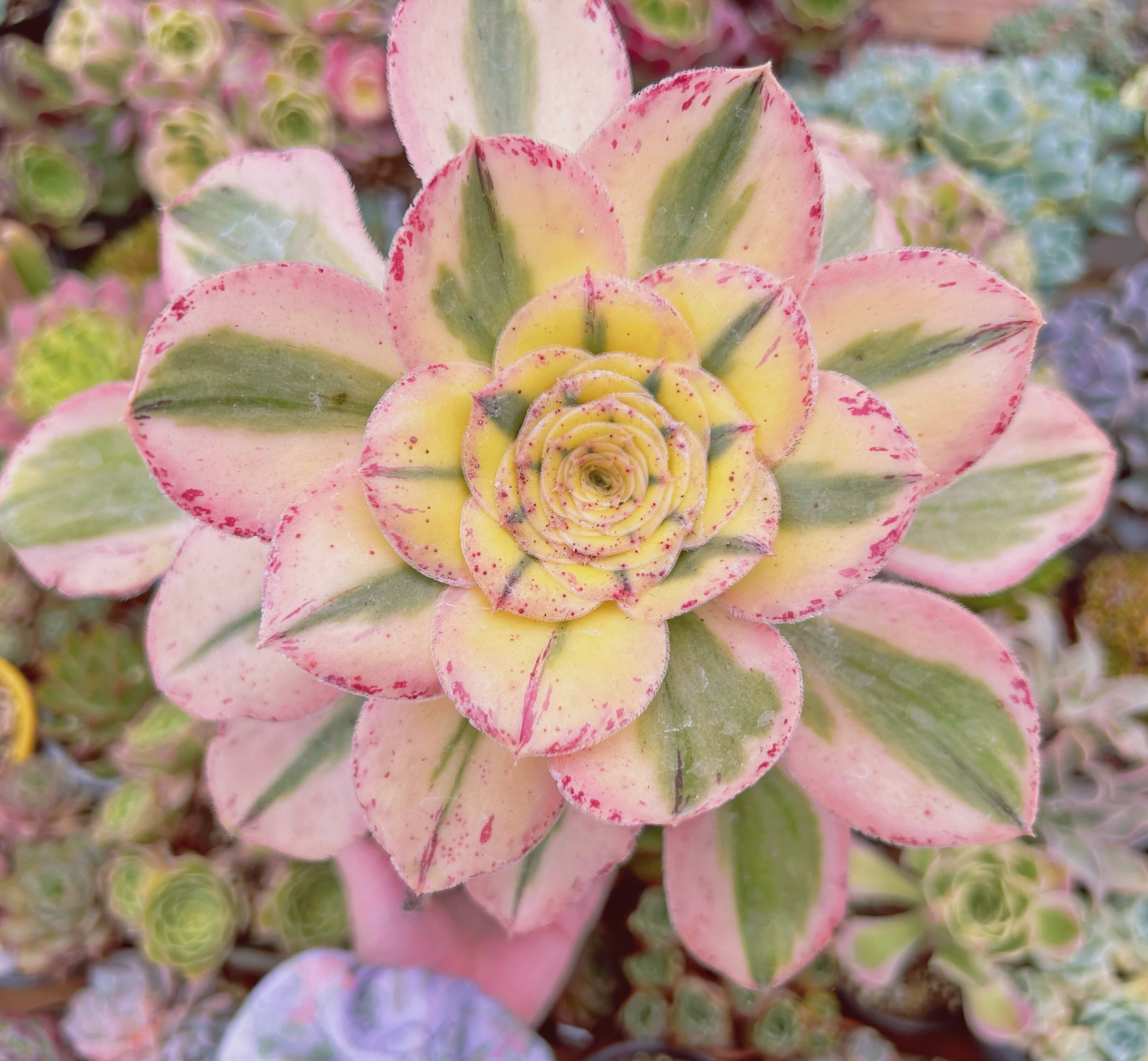 現物　多肉植物　Aeonium  燕姿錦　特大　抜き苗