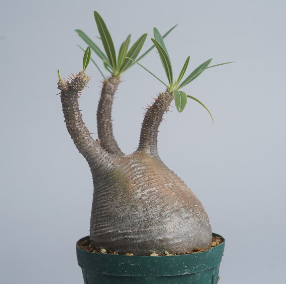 パキポディウム グラキリス no. 15〈発根済み〉 | SPECIAL OTHER WORKS