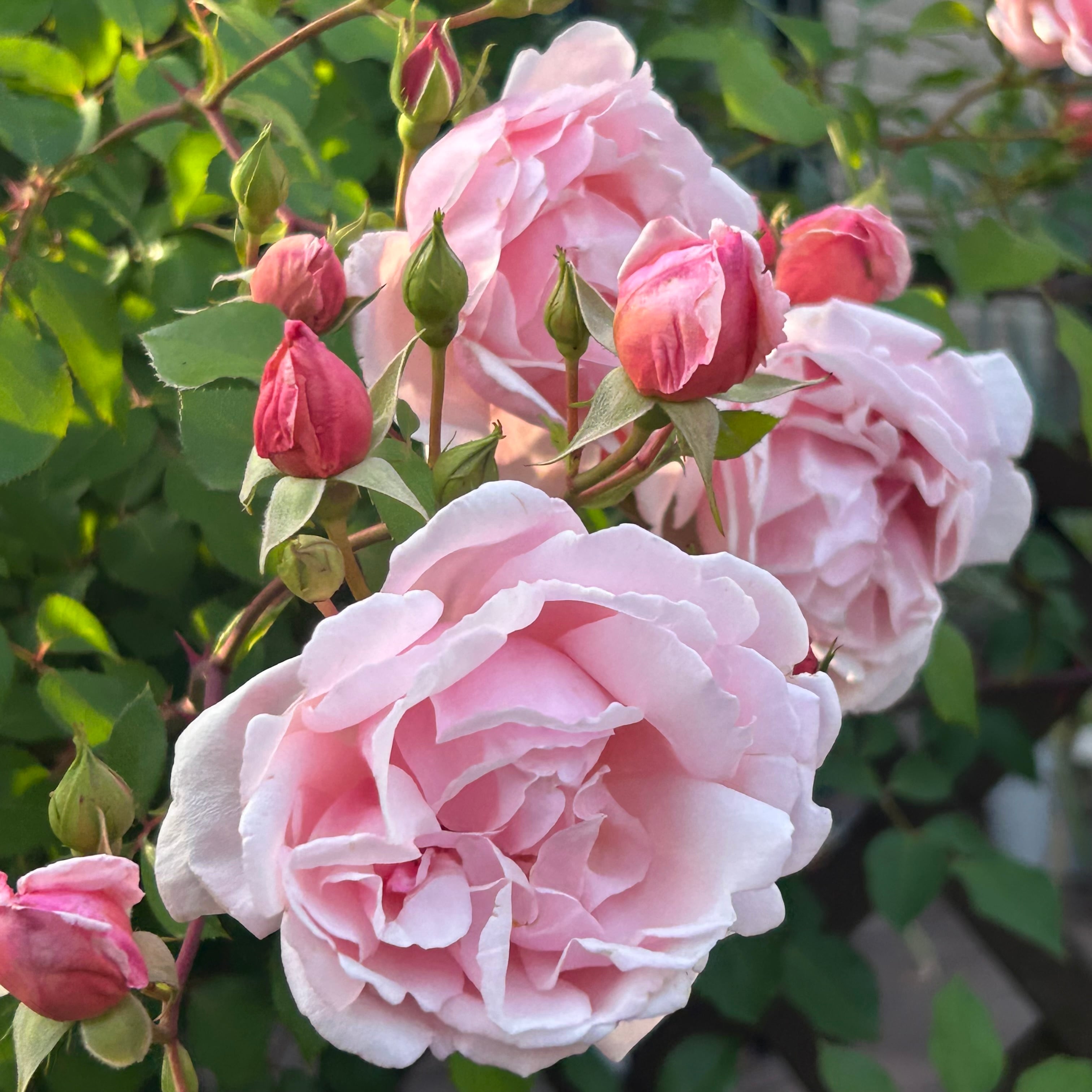 バラ・Roses | P's SHOP
