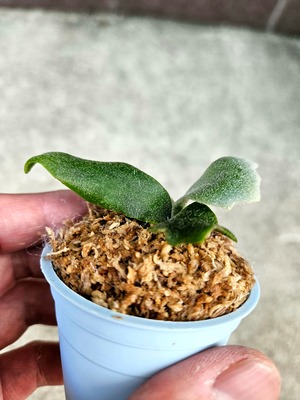 P.willinckii Bacteria Sporelings 【artPLANTs】ビカクシダ/Platycerium