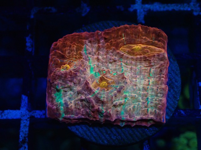 Chalice Frag 3"