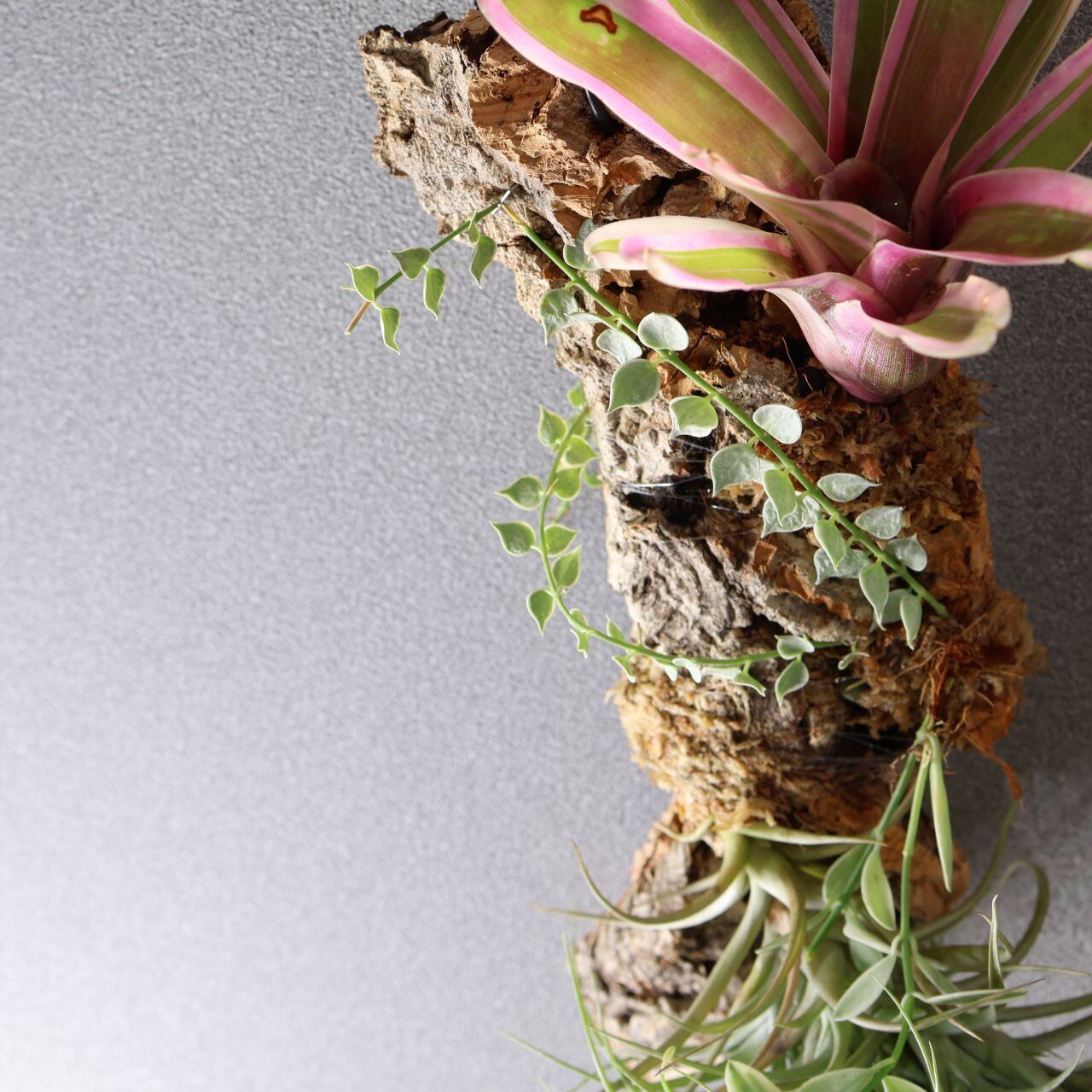 366 色とりどり、着生植物のアート『チランジア ベルゲリー