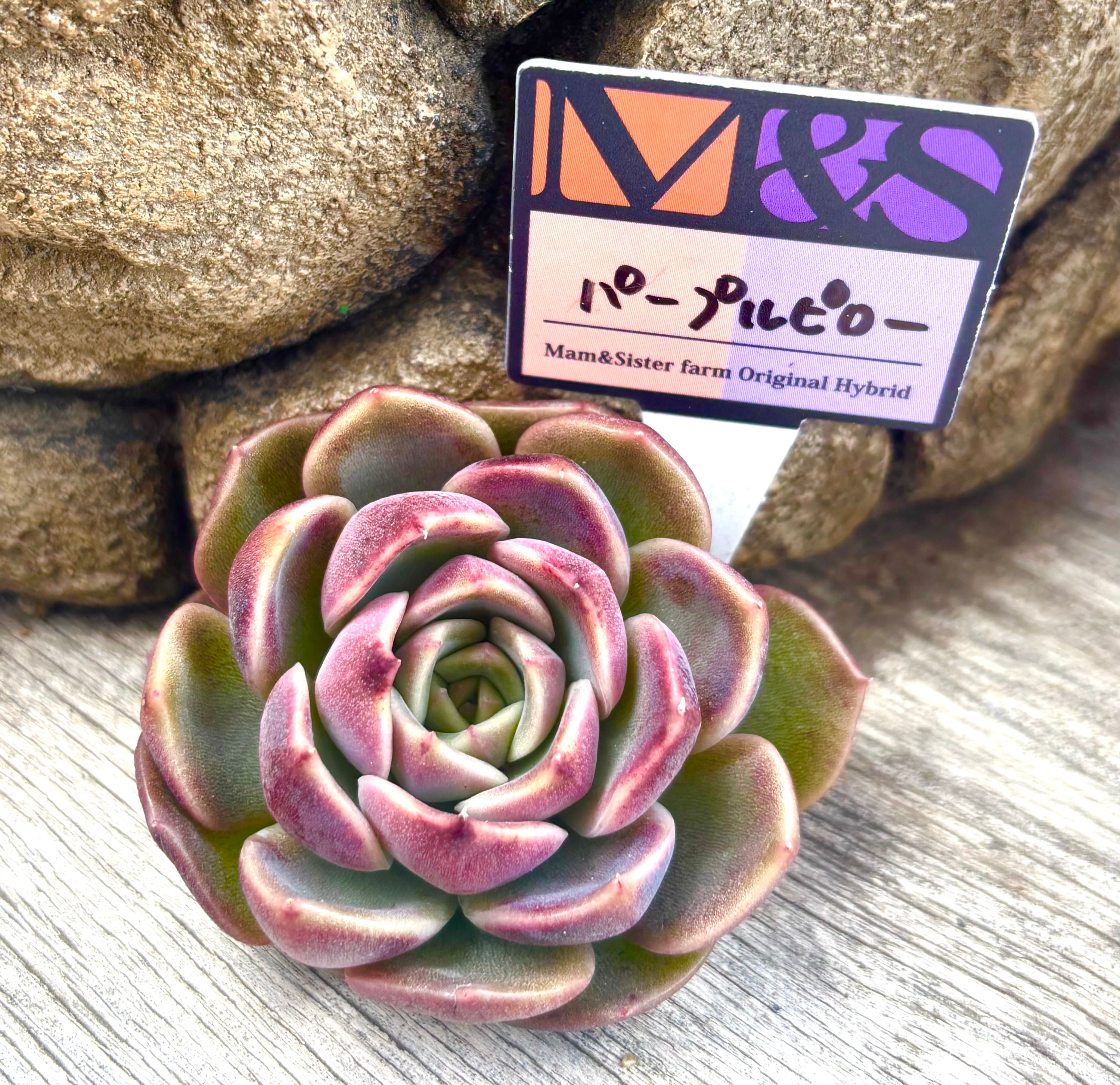 ミニマレッドエッジタイプ | aruru