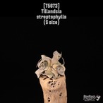 【送料無料】streptophylla S〔エアプランツ〕現品発送T5673