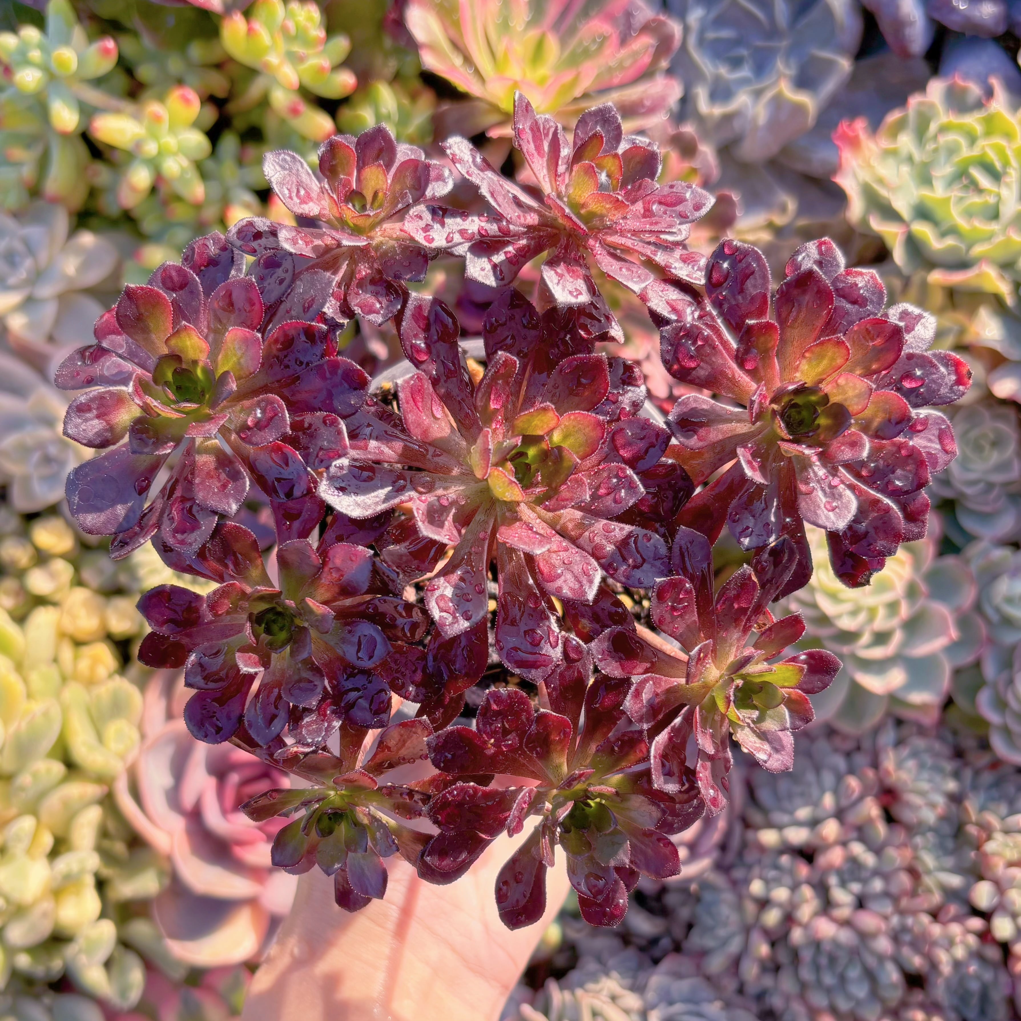 現品　紅日法師#M220　群生　新入荷　るる農園