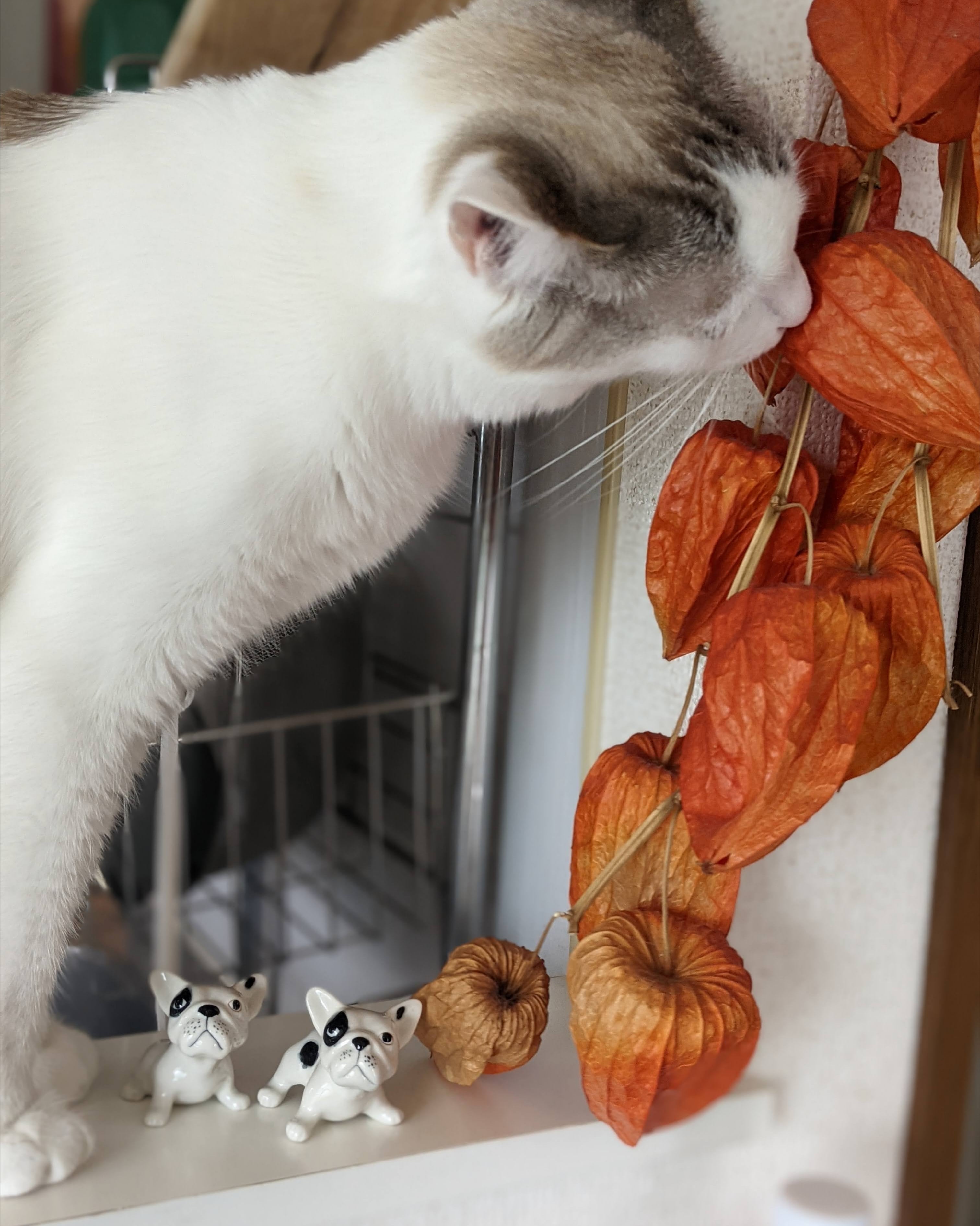 【ミニチュア陶器】French bulldog~pide~