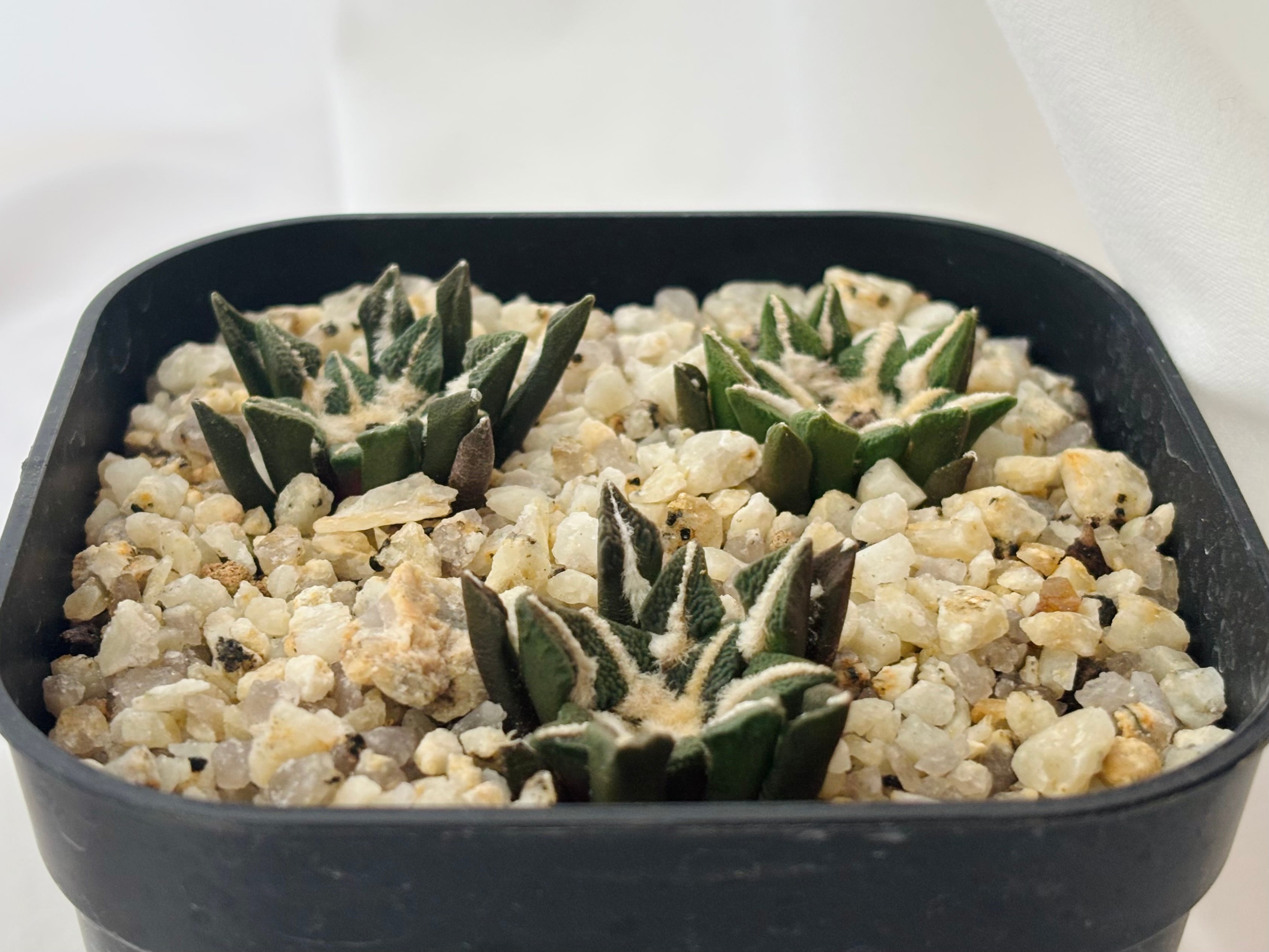 Ariocarpus kotschoubeyanus アリオカルプス 大疣黒牡丹 サボテン