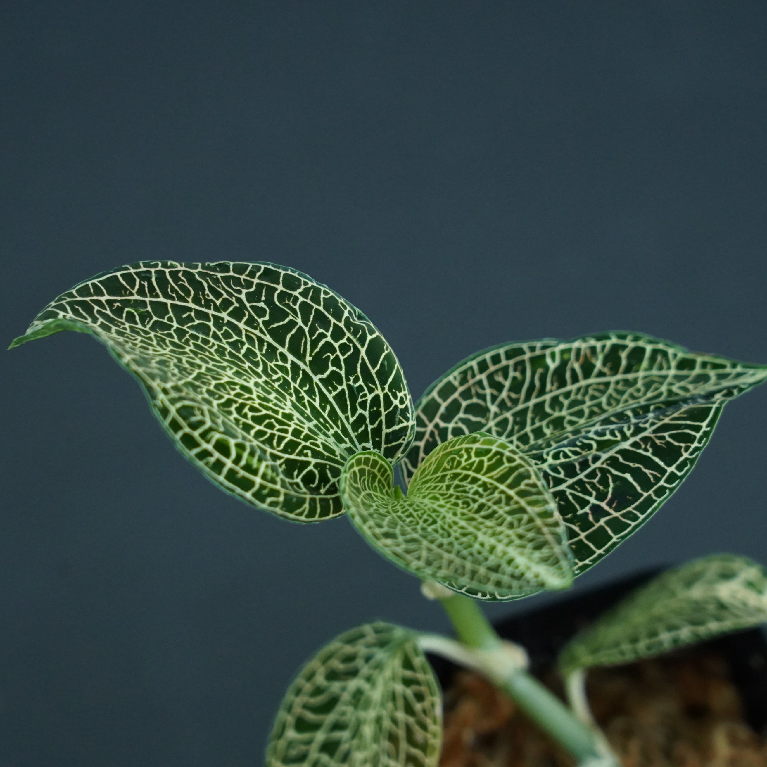 ◇現品◇Anct. sp. Vetnam Green × Anct. hybrid 【ジュエルオーキッド