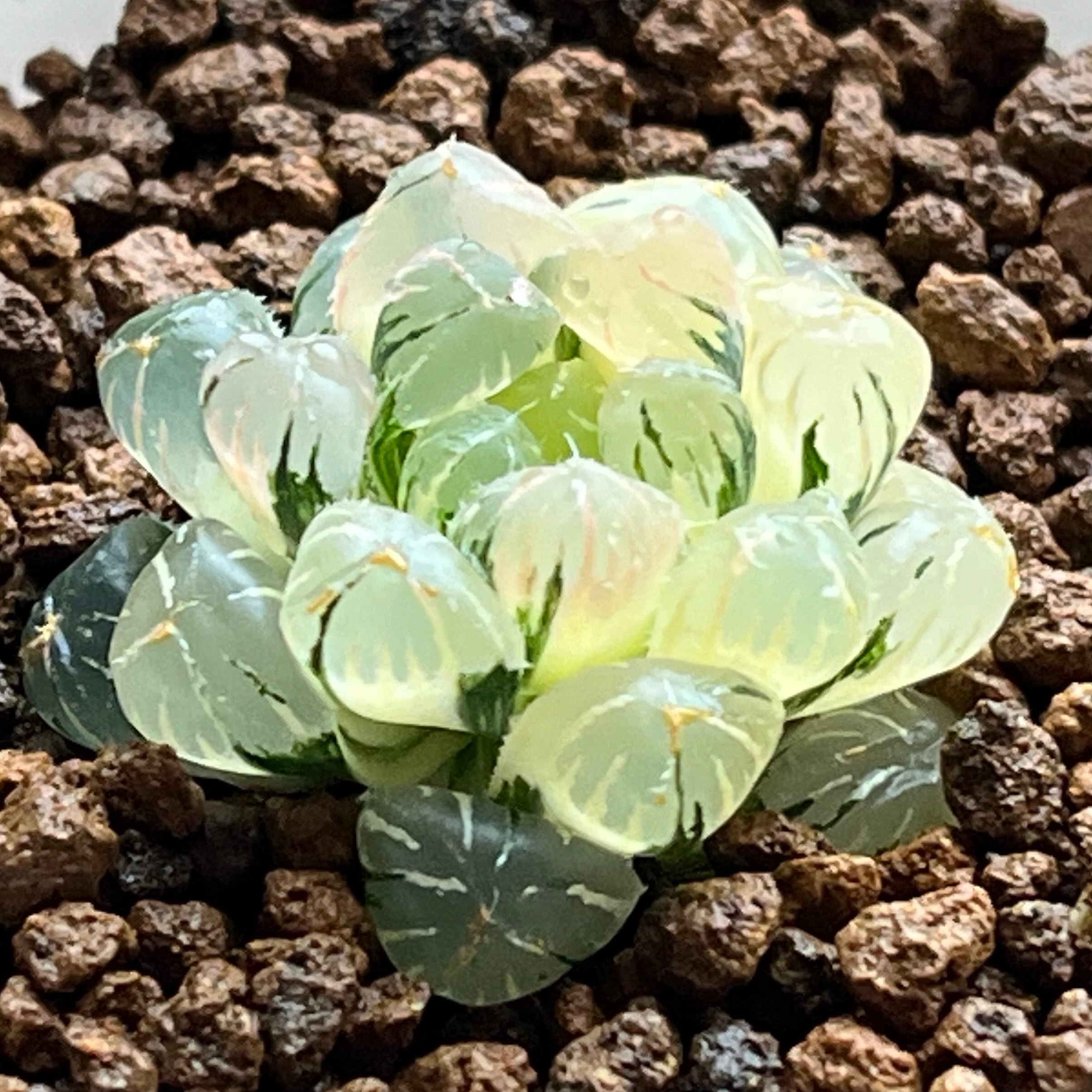 ハオルチア バディア 火鳳凰錦 | mocono_plants