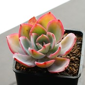 カット苗 ブルーライト 標準サイズ Echeveria 'Blue Light'