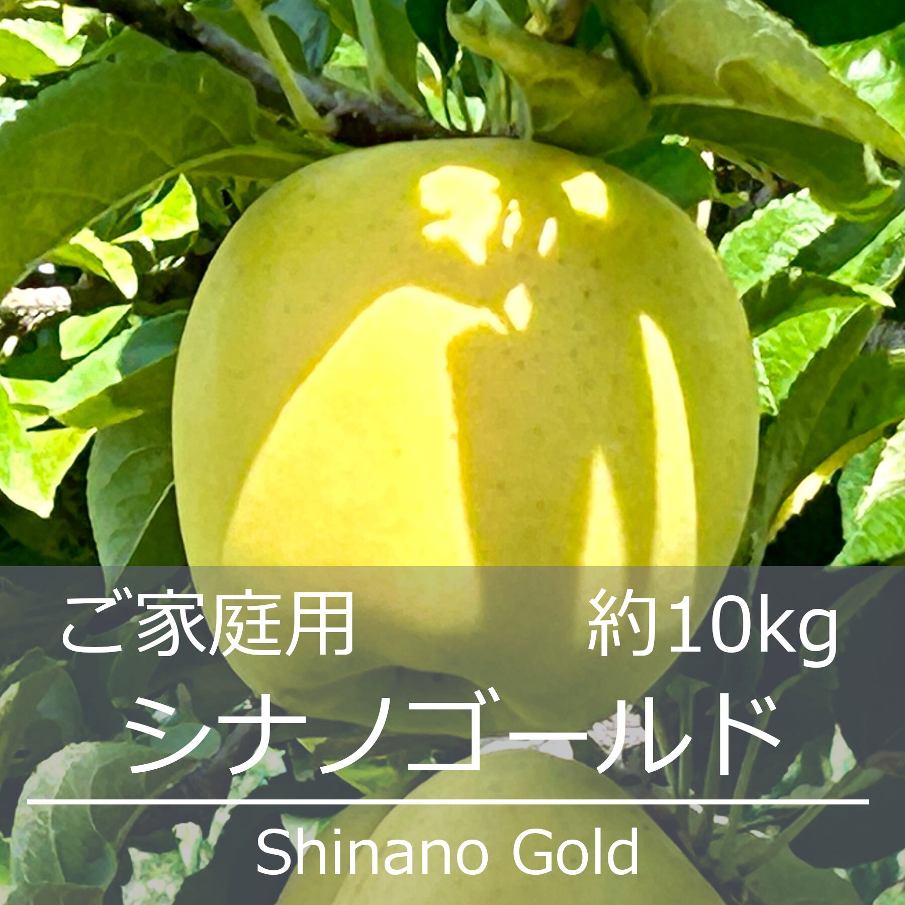 シナノゴールド ご家庭用 約10kg | 信州中野 荻原農園