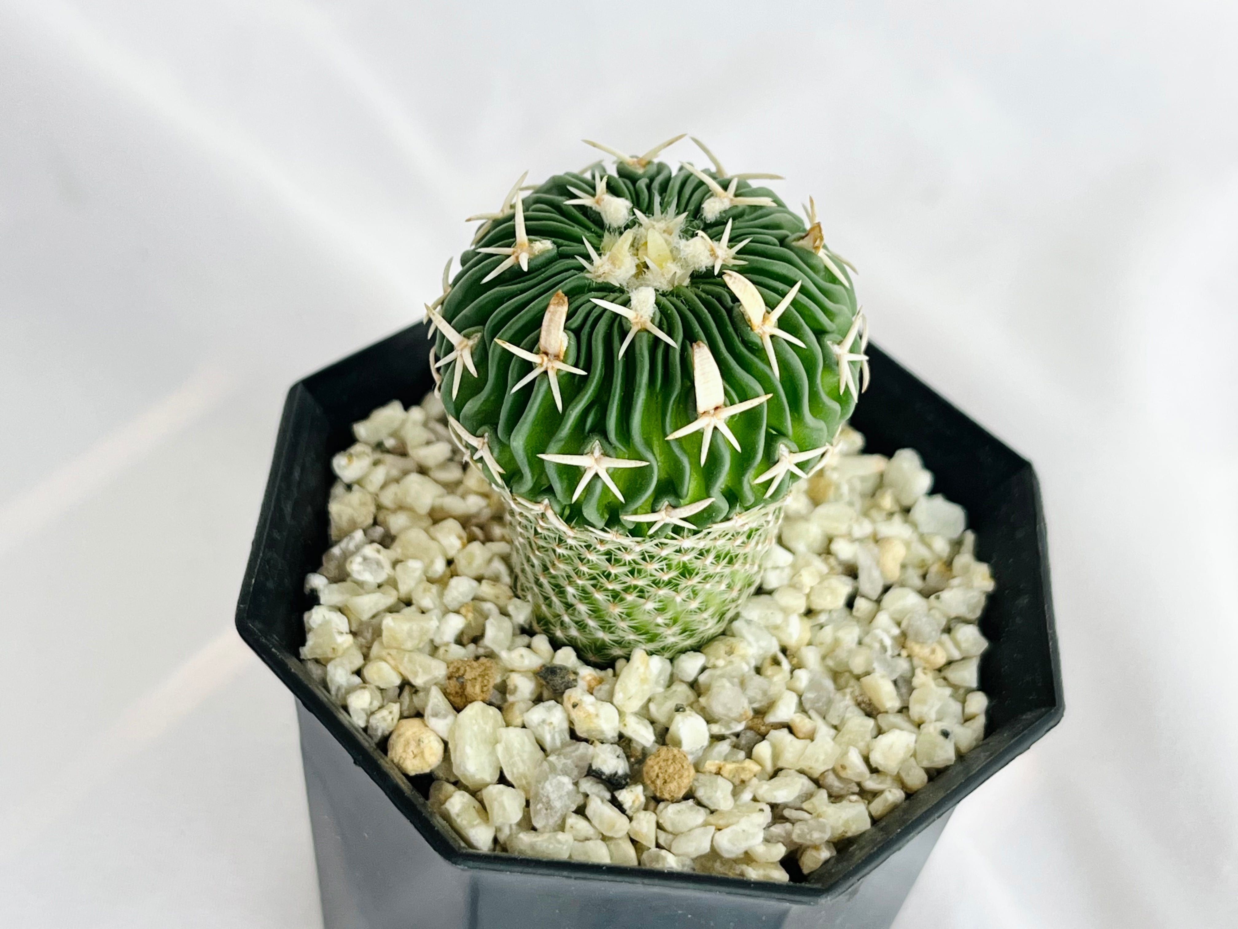 Echinofossulocactus phyllacanthus エキノフォスロカクタス 白玉