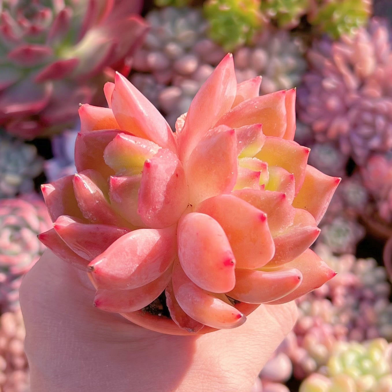 多肉植物　新品種　夏落　2頭群生　新入荷　るる農園