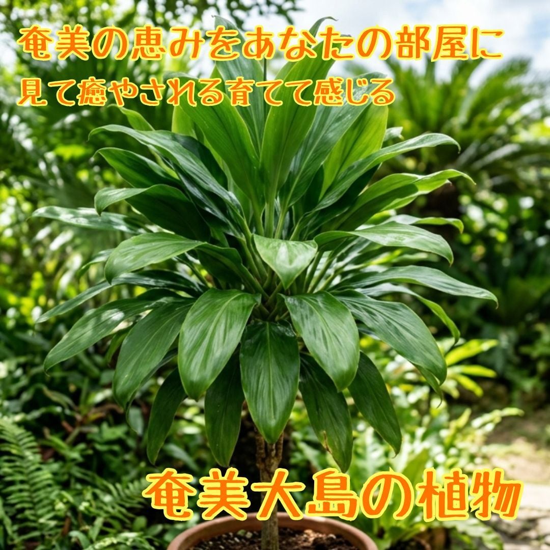 奄美大島産センネンボク（ティーリーフ）苗木 3本】 ハワイアン&南国