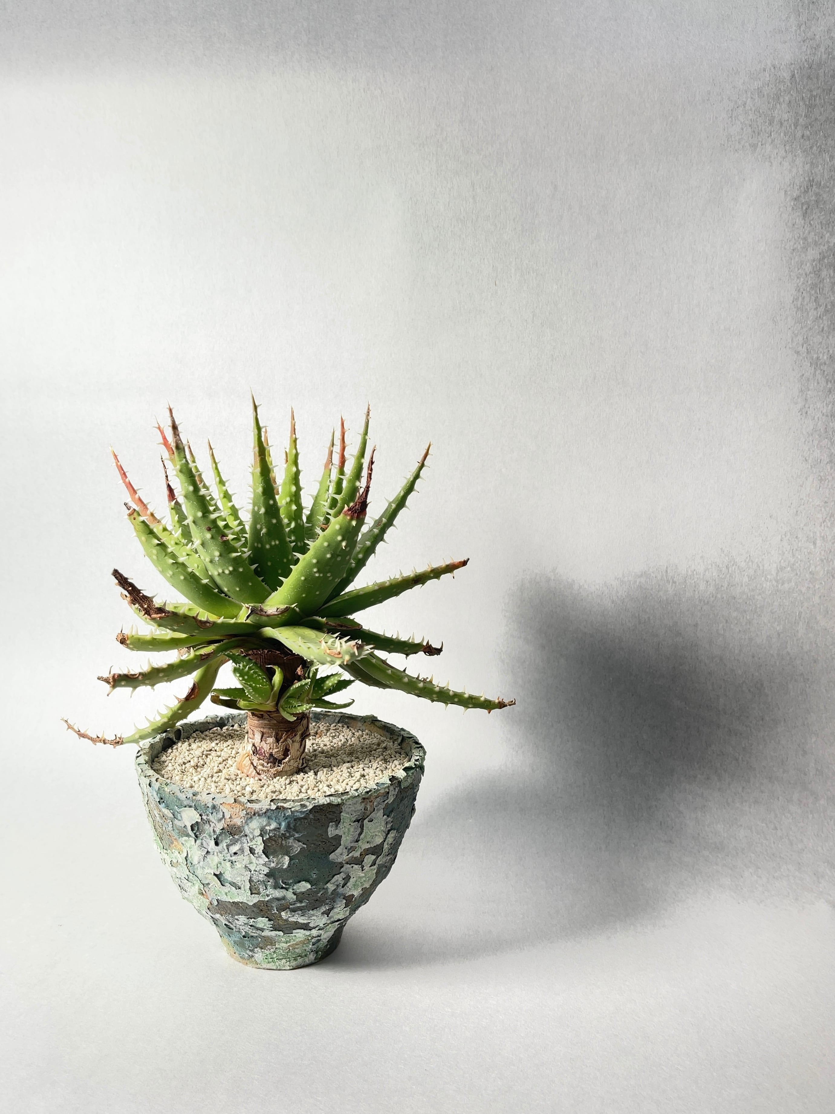 アロエ　エリナケア　大株　幹立ち アロエ エリナケア | 叢 – くさむら – Qusamura