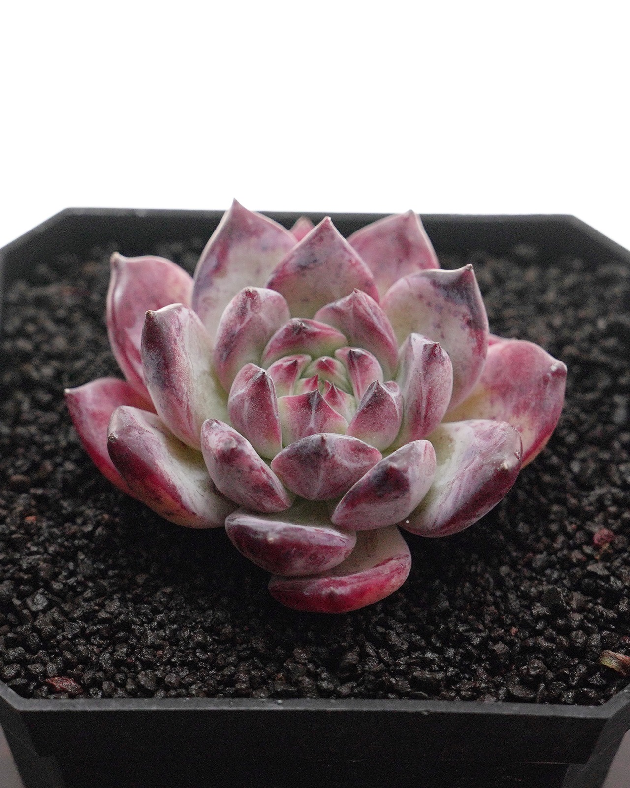 カット苗 ダイヤモンドコロラータ 濃色濃密 Echeveria 'Diamond Colorata'